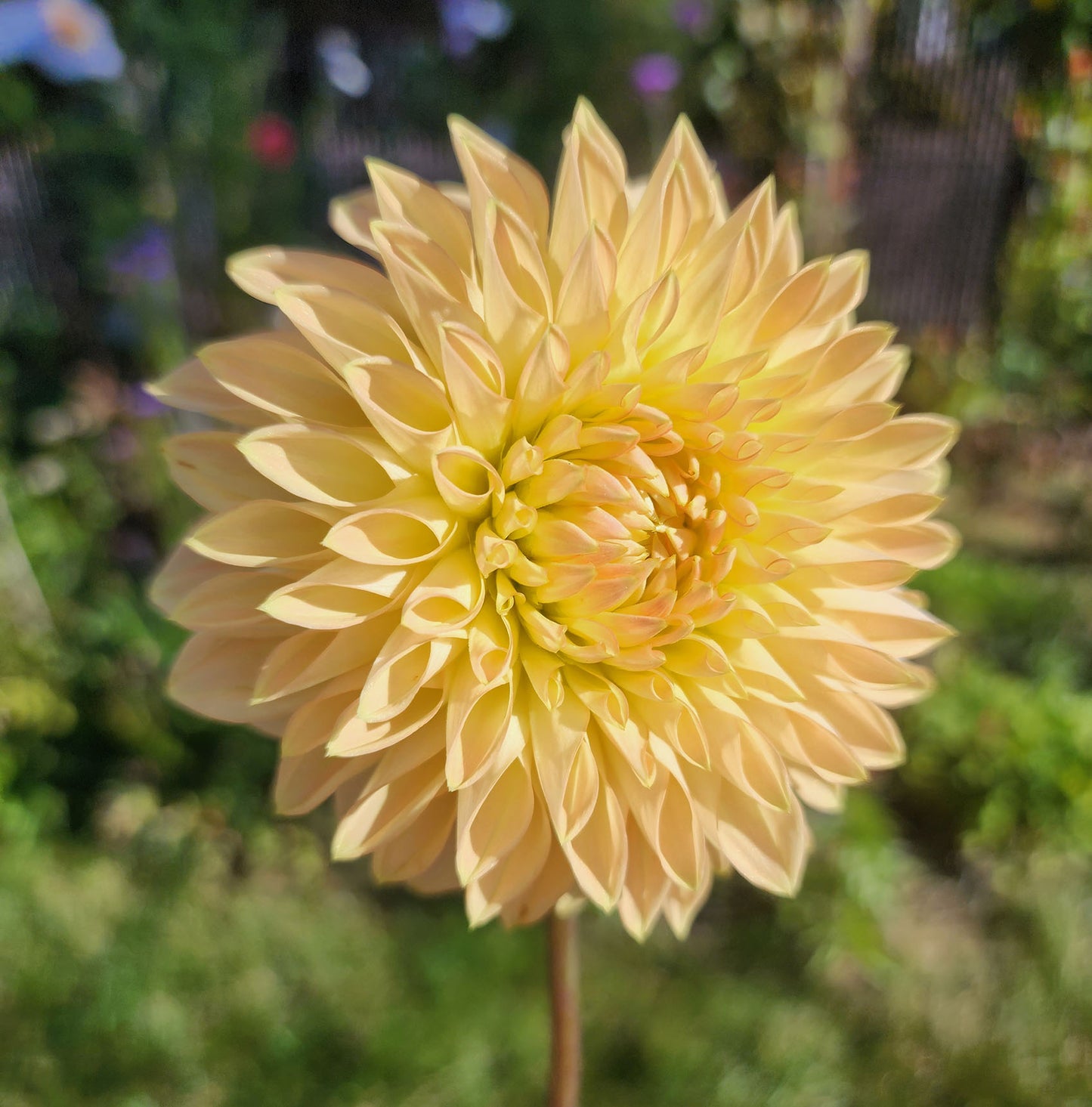 Bloomquist Alan dahlia tuber Jamais Sans Mes Fleurs