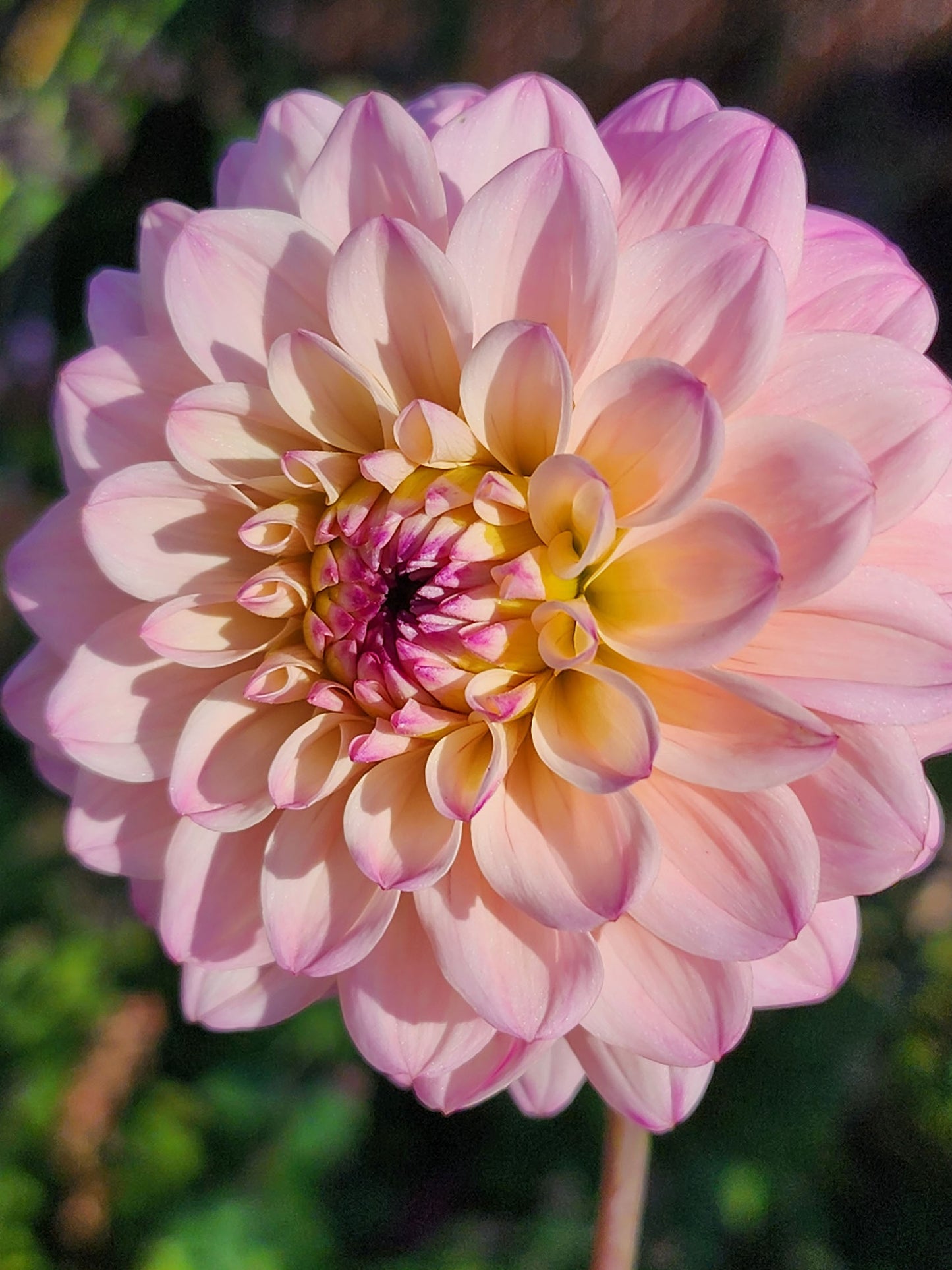 Dahlia Be Bop (tuber)