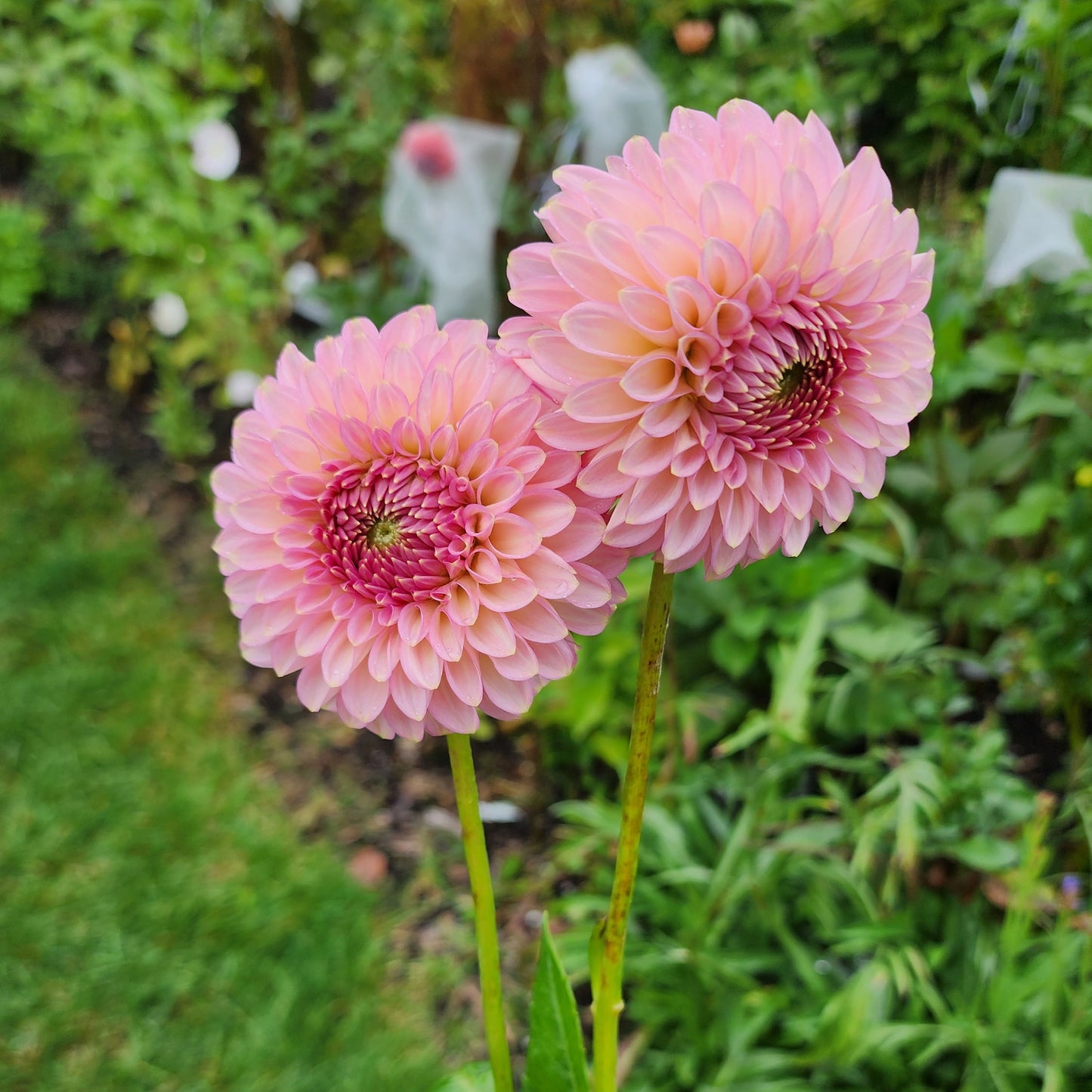 Dahlia Bloomquist Pink Parfait
