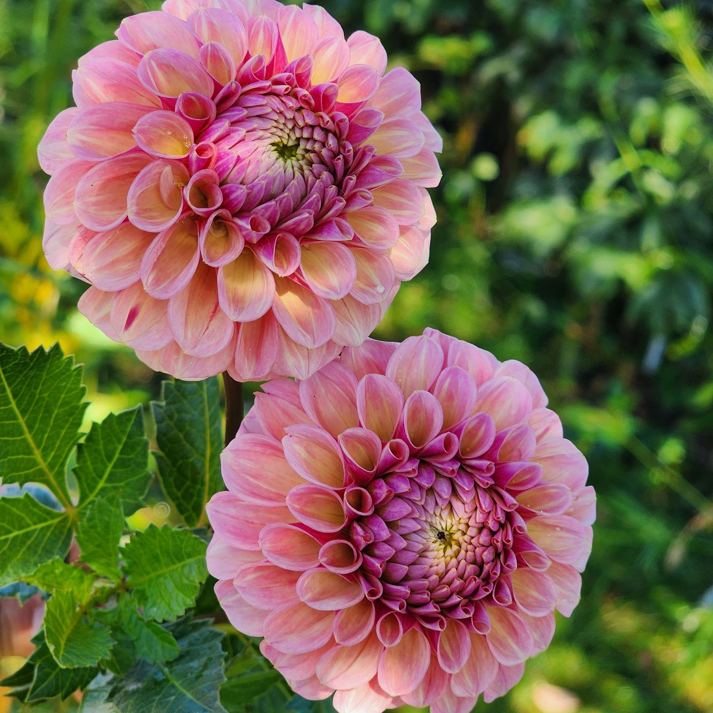 Bracken Rose US dahlia tubers Canada