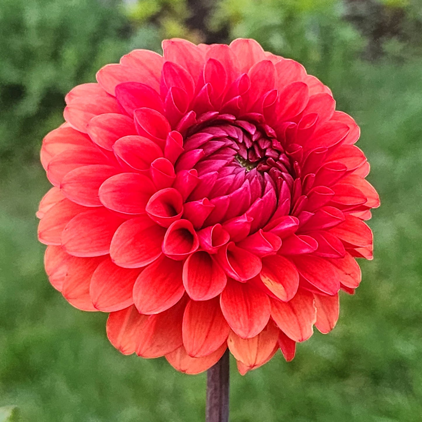 Dahlia Brown Sugar Jamais sans Mes Fleurs