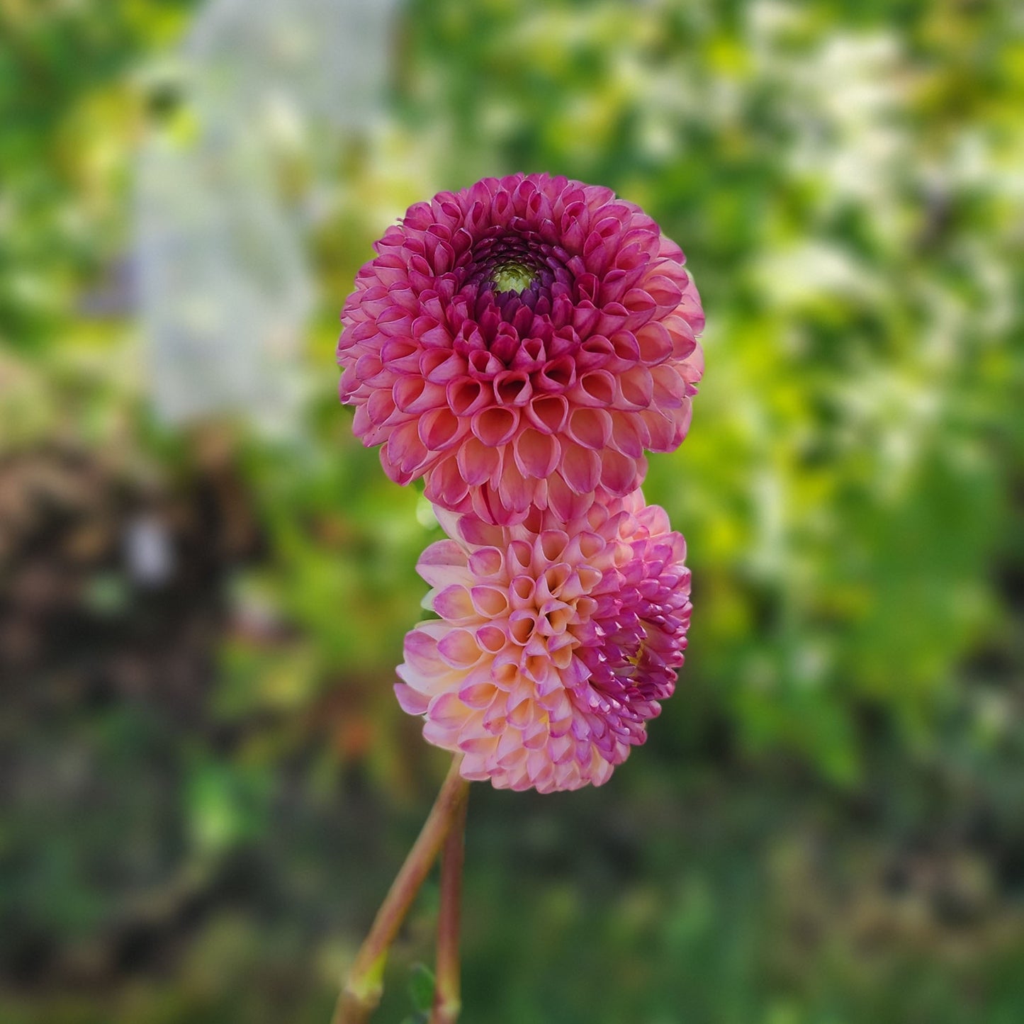 Dahlia Burlesca