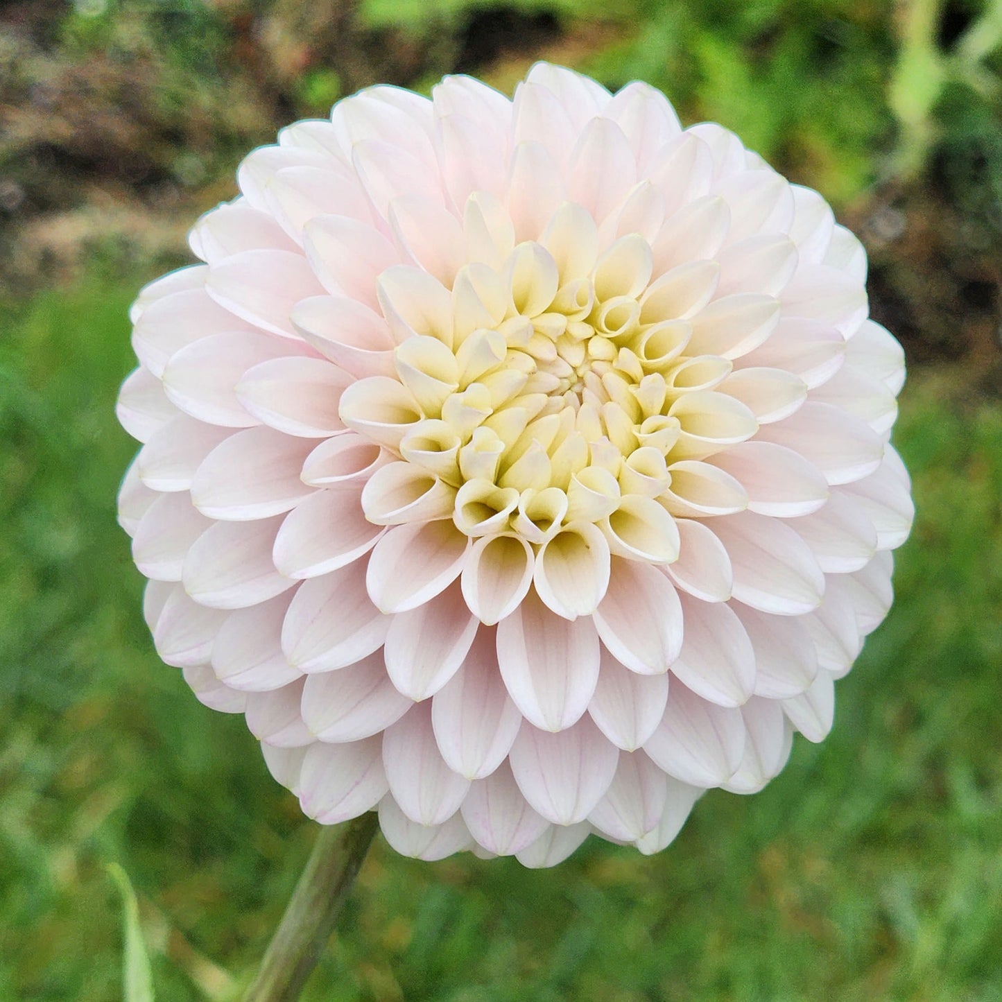 Dahlia CB Snowshadow