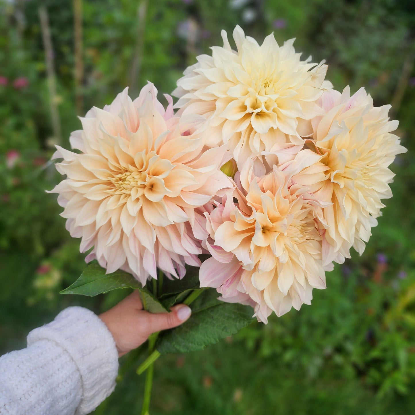 Dahlia Cafe au Lait (tuber)