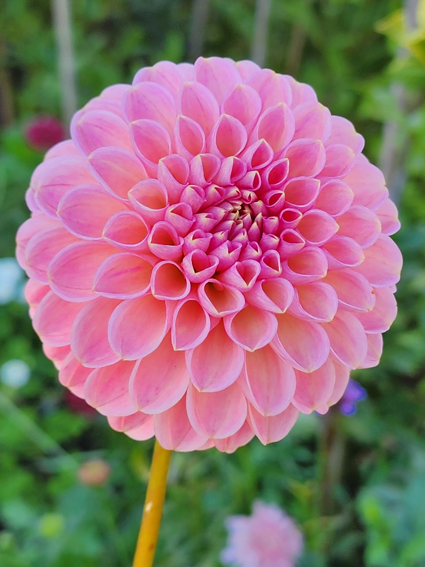 Clearview Peachy dahlia Jamais Sans Mes Fleurs