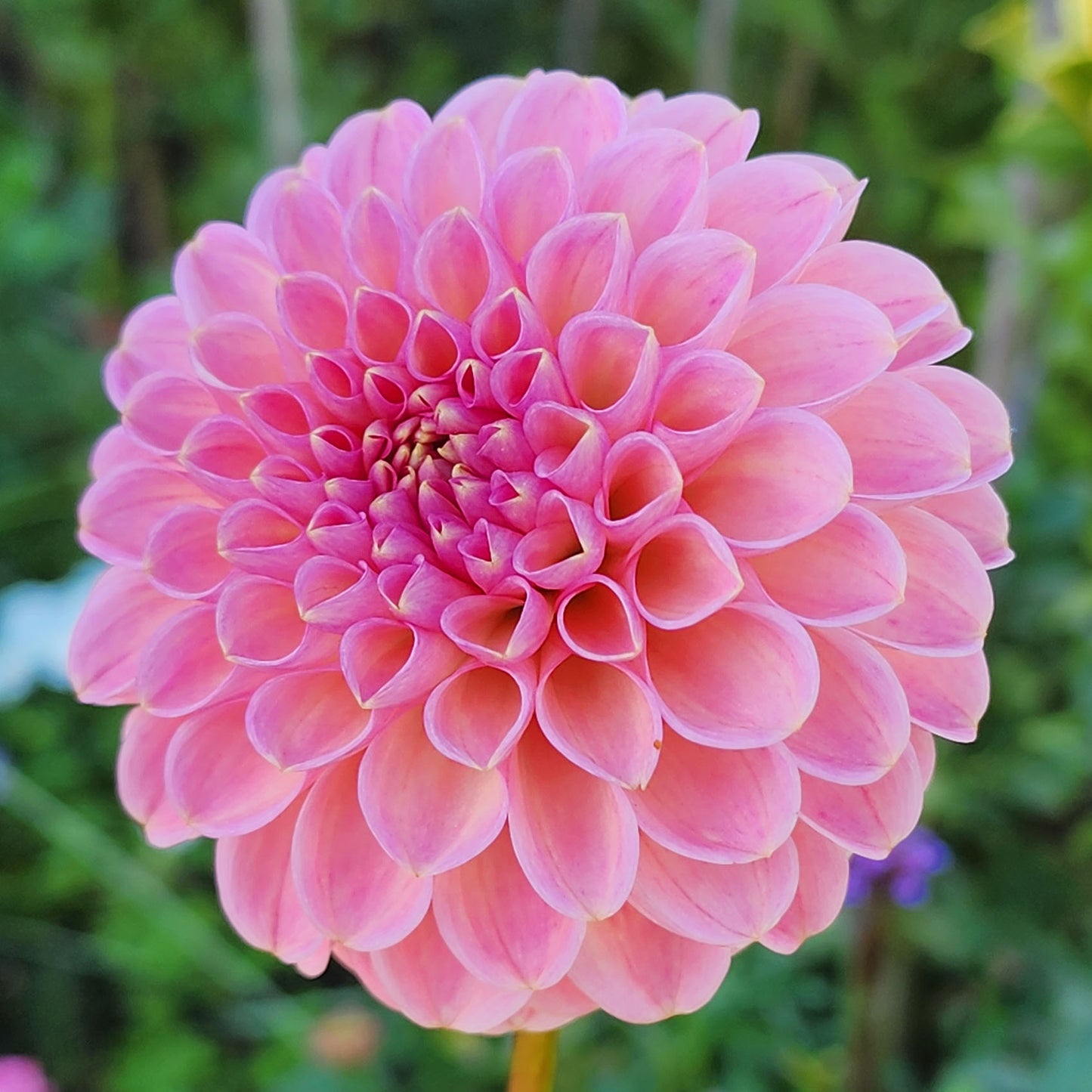 Clearview Peachy dahlia tuber Canada