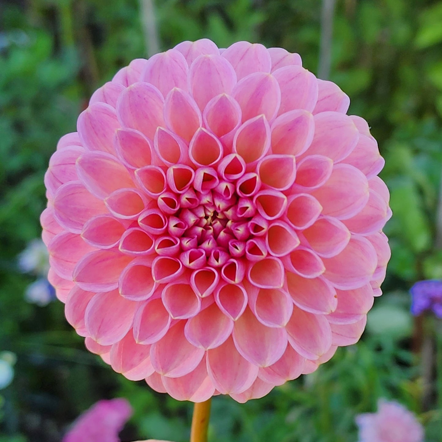 Clearview Peachy dahlia tuber Canada