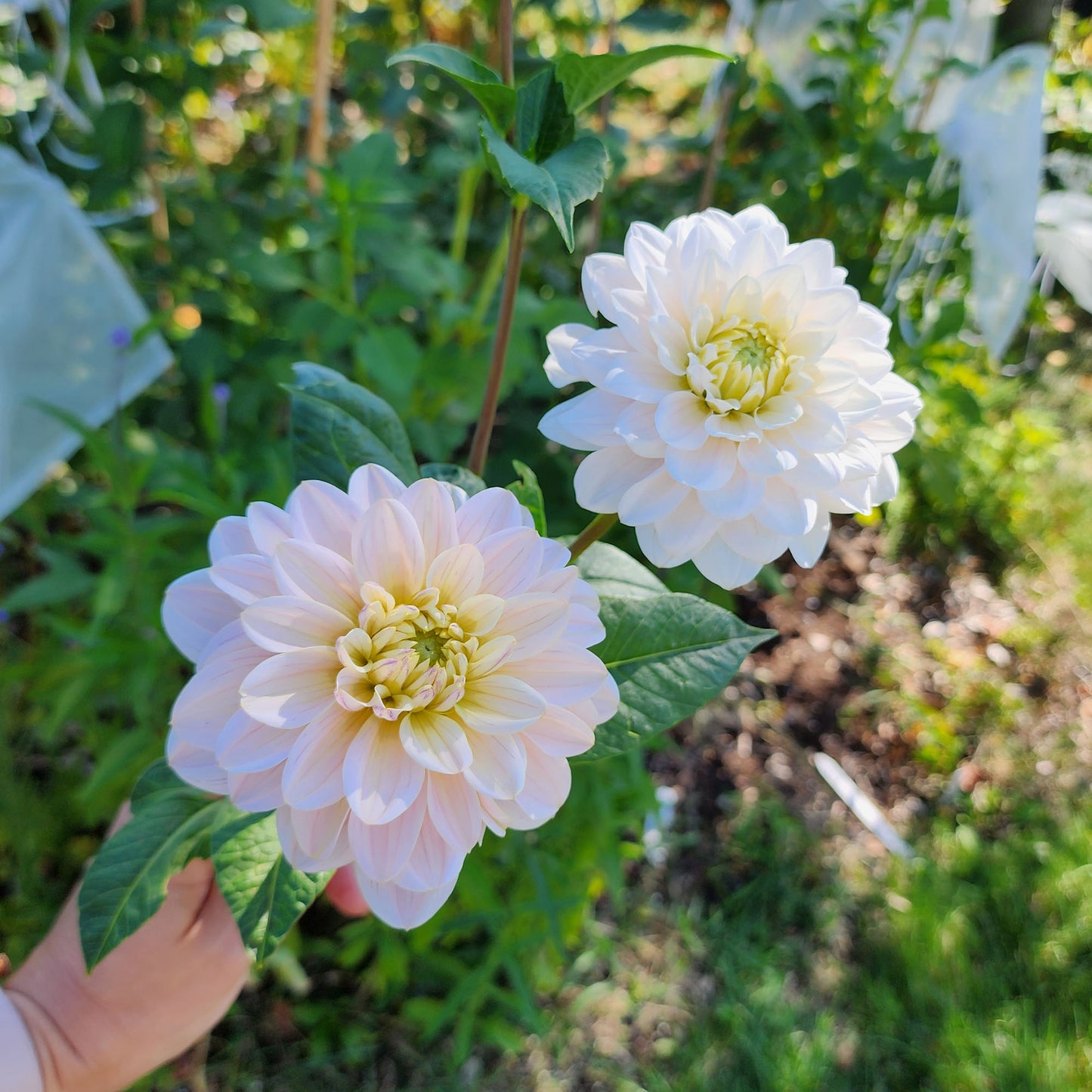 Dahlia Diana's Memory - LIMIT ONE (tuber)