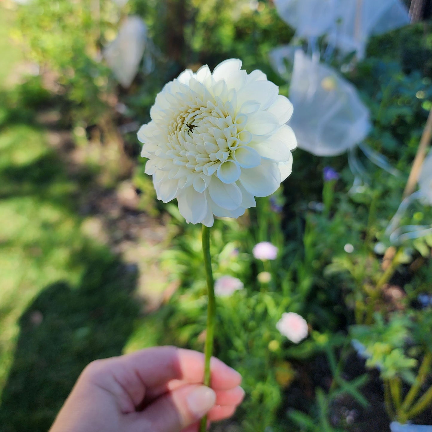 Dahlia Ferncliff Pearl