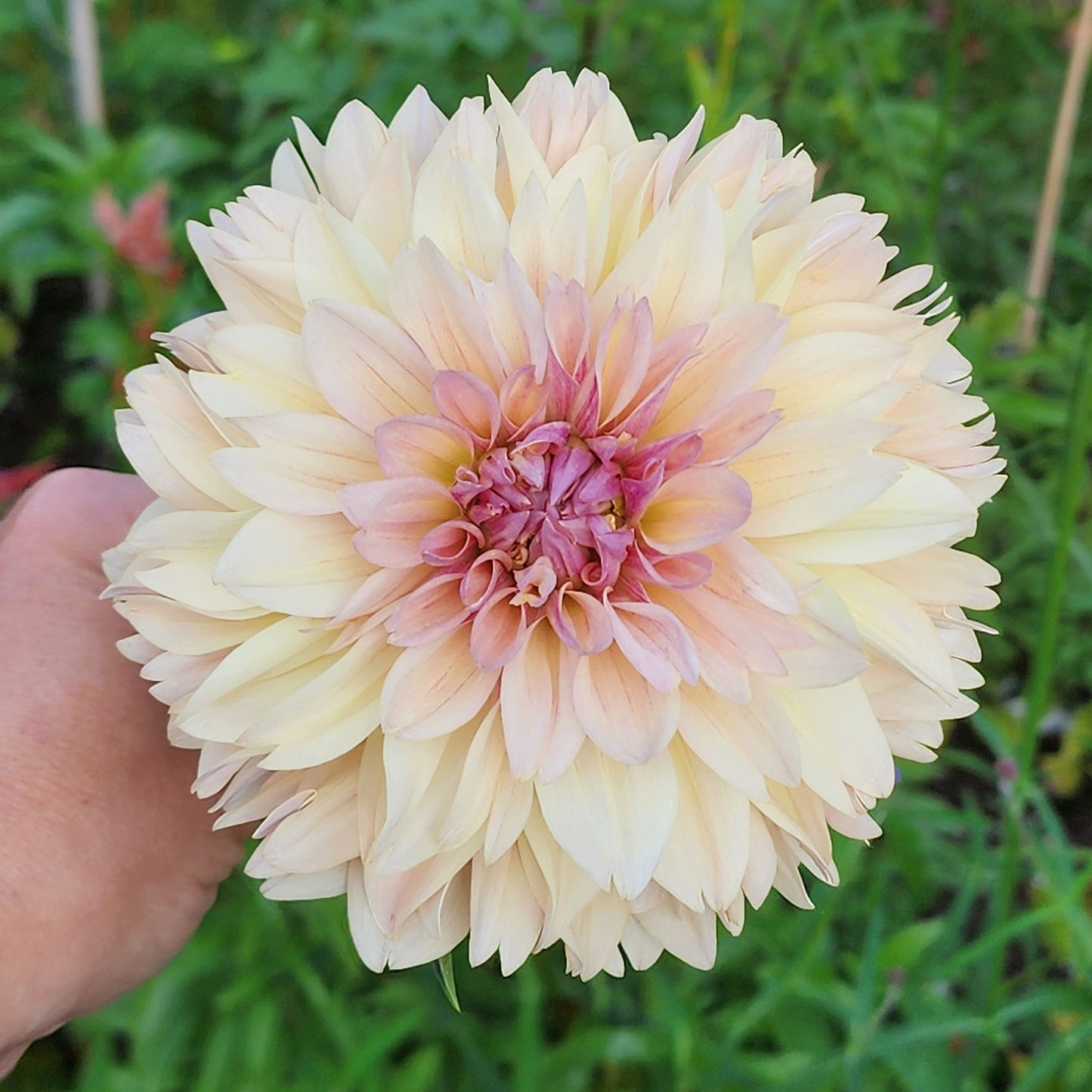 Joel's Favorite dahlia tubers Canada Jamais Sans Mes Fleurs