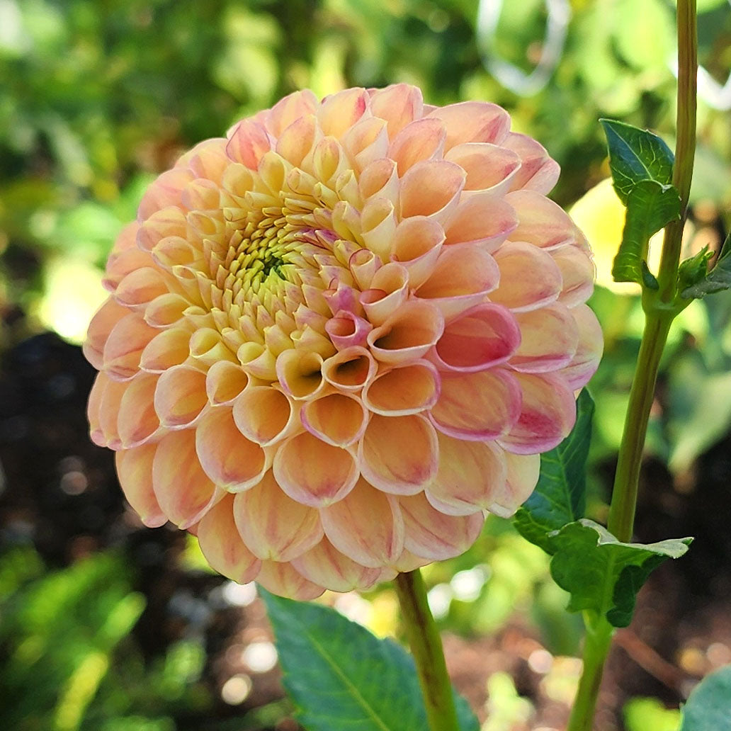 Dahlia L.A.T.E.
