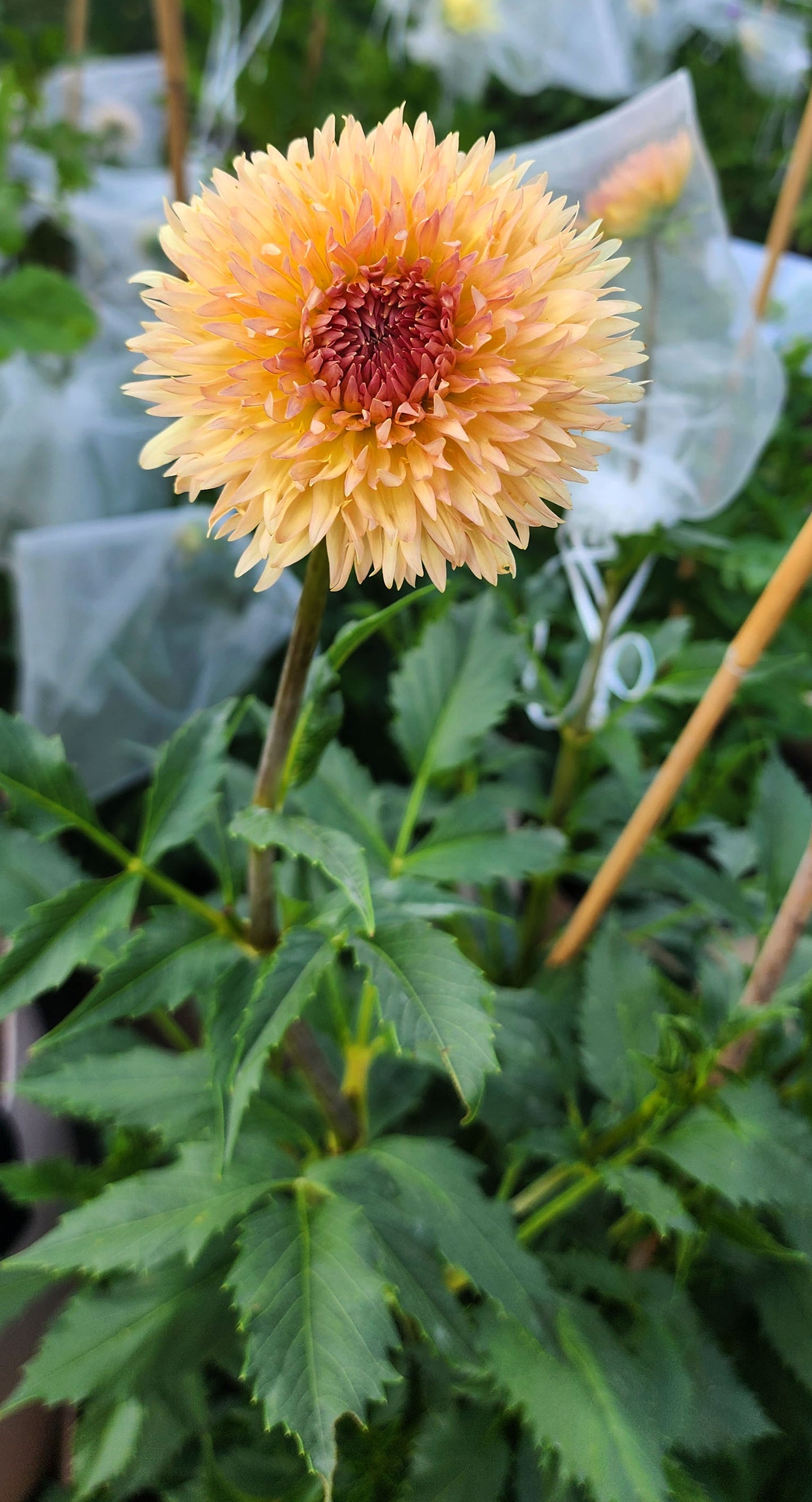 Dahlia Lakeview Peach Fuzz