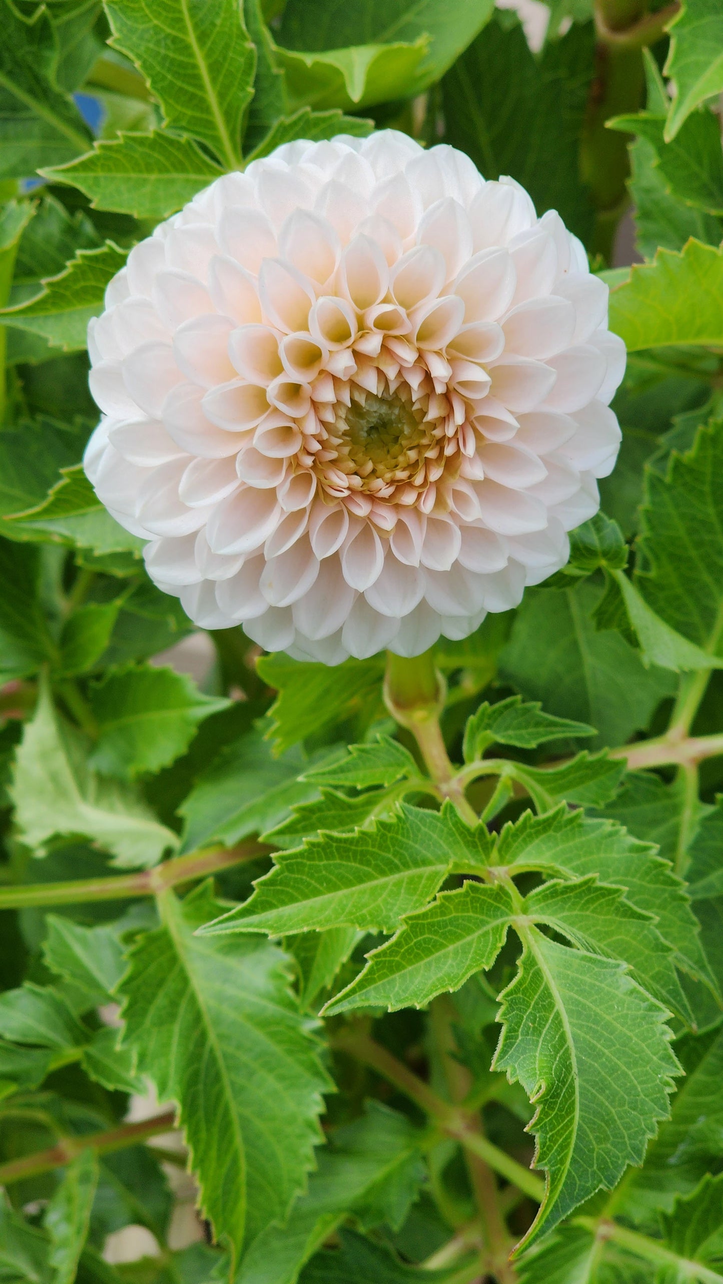 Dahlia Lee's Kewpie