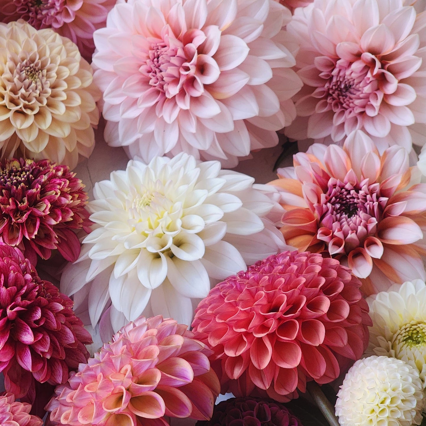 Dahlia Jolene (Cafe au lait mini) (missed picture day)