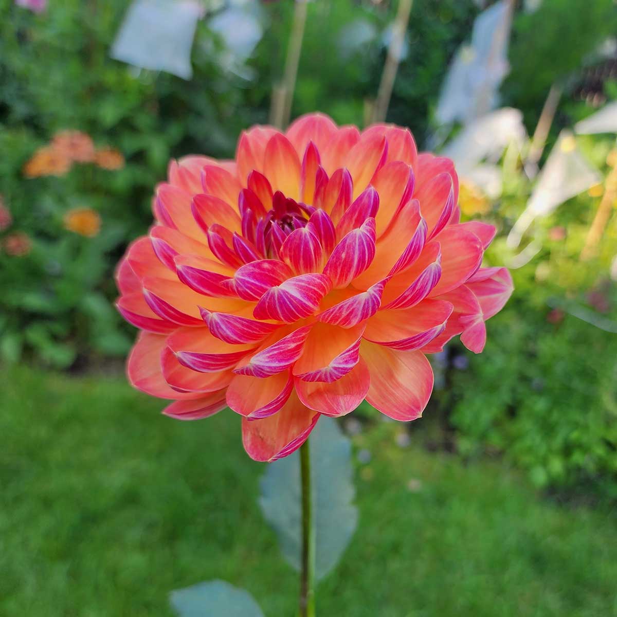 Pam Howden dahlia waterlily form Canada tubers Jamais Sans Mes Fleurs