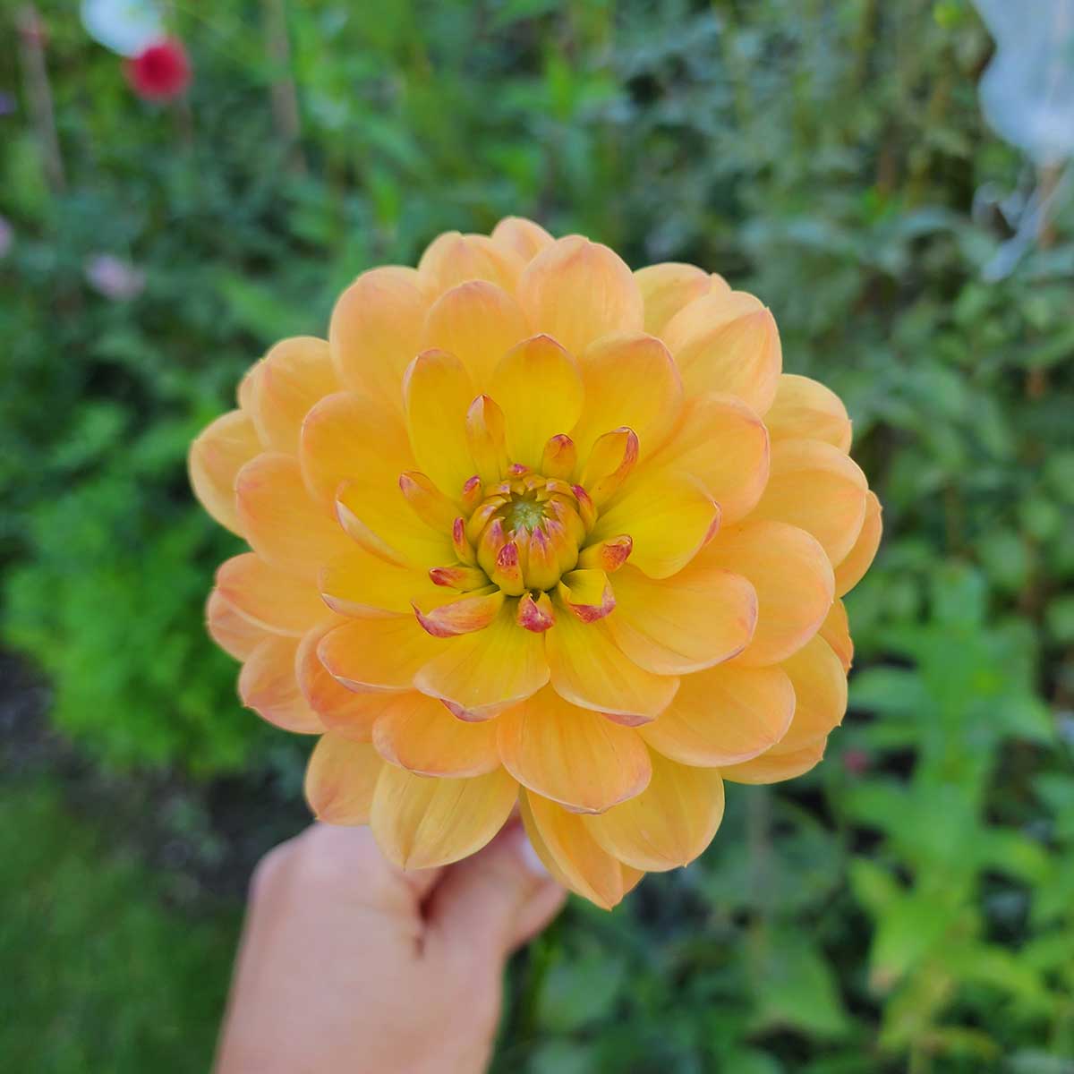 Dahlia Pam Howden - LIMIT ONE (tuber)