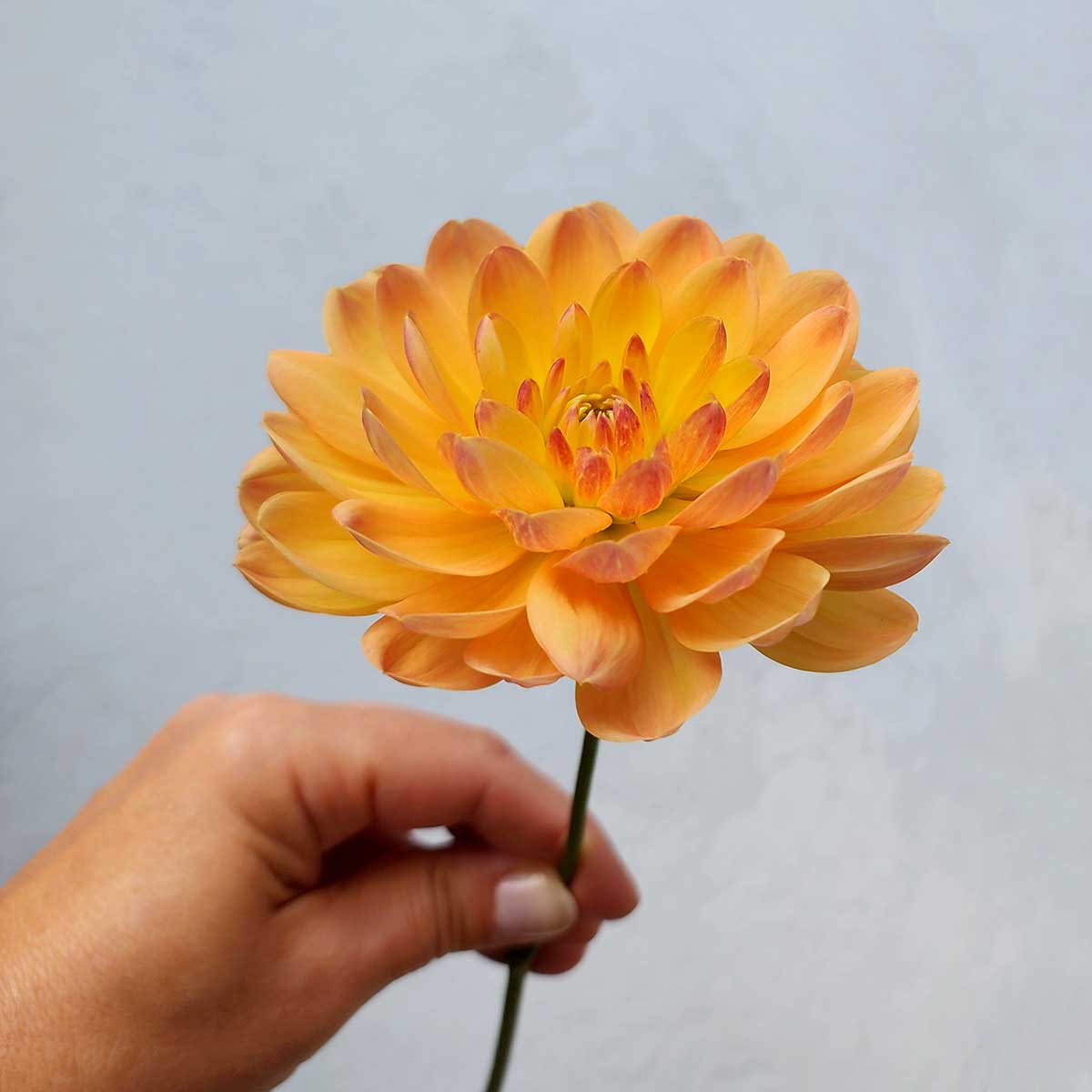 Pam Howden dahlia