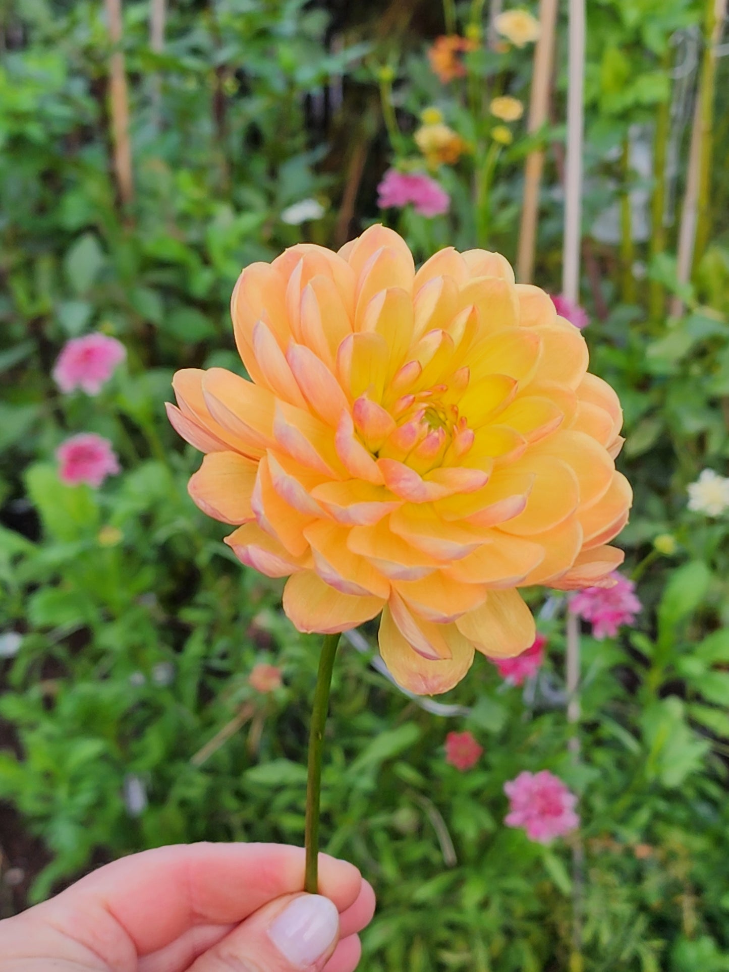 Pam howden dahlia fleur de camélia