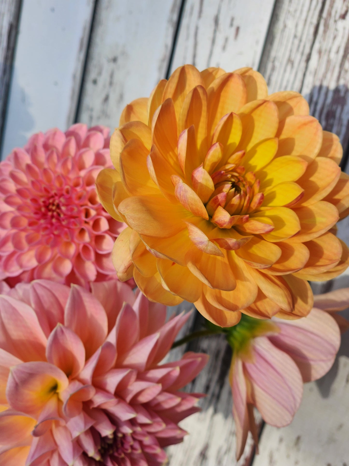 Dahlia Pam Howden - LIMIT ONE (tuber)
