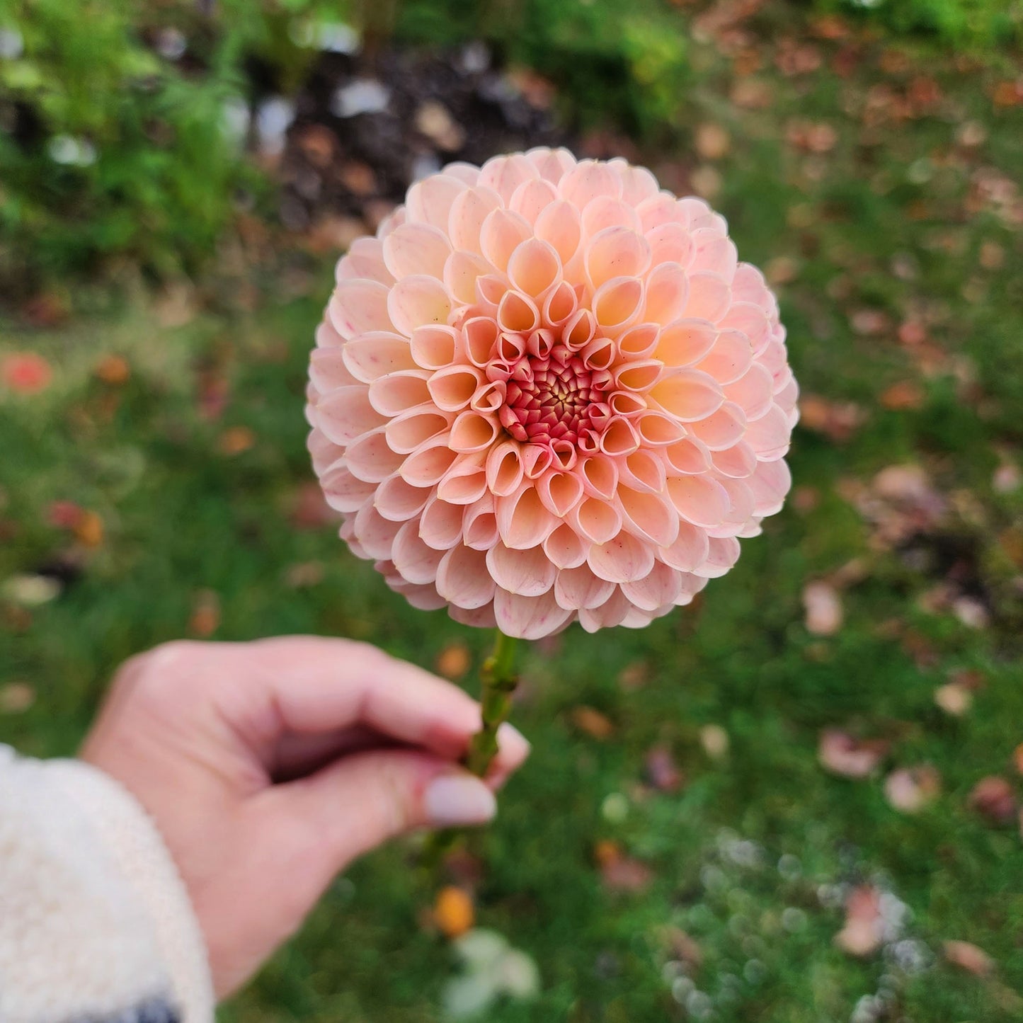 R Joan dahlia tuber Canada Jamais sans mes fleurs