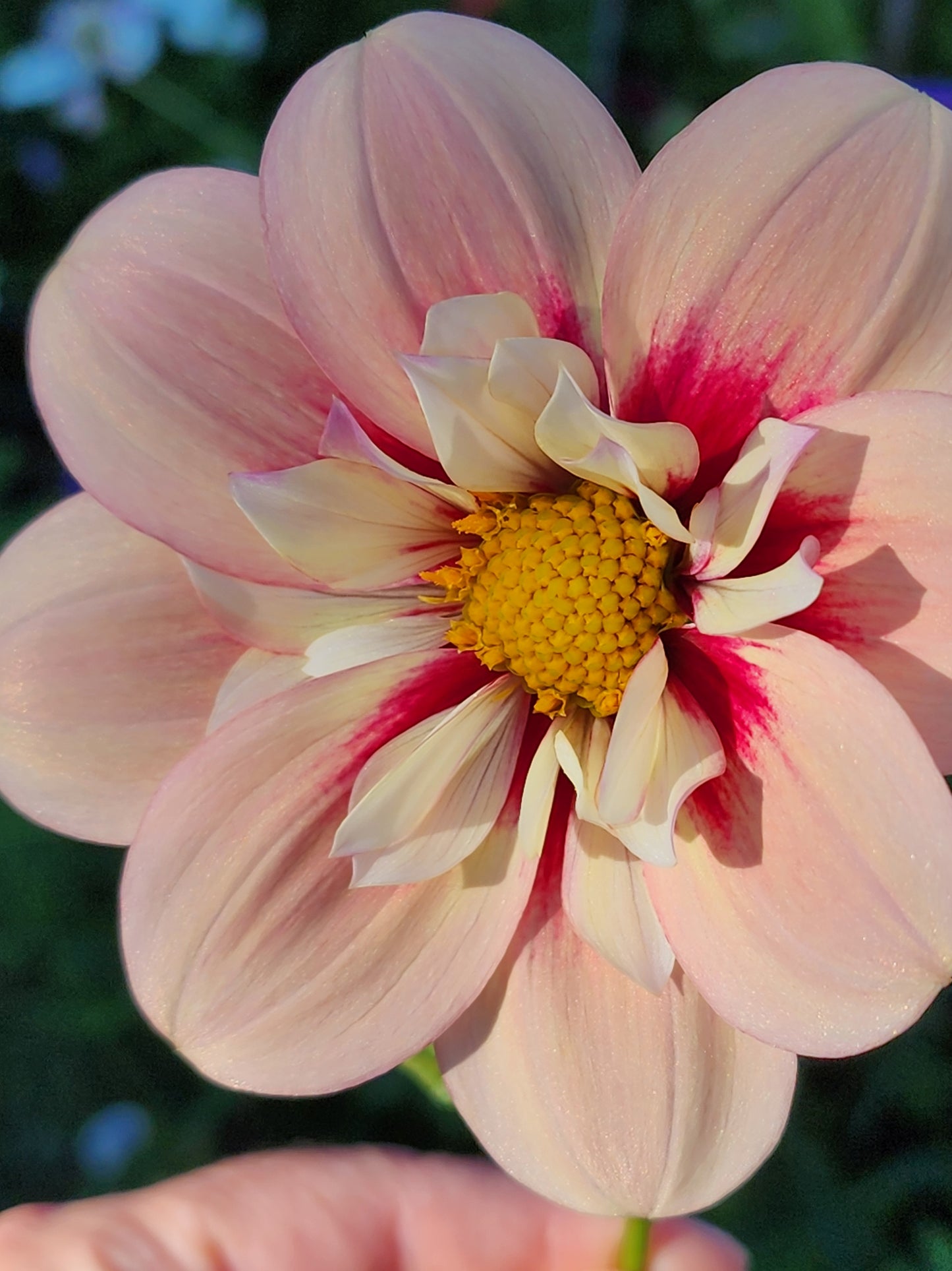 Rhubarb and Custard dahlia tuber Canada Jamais Sans Mes Fleurs