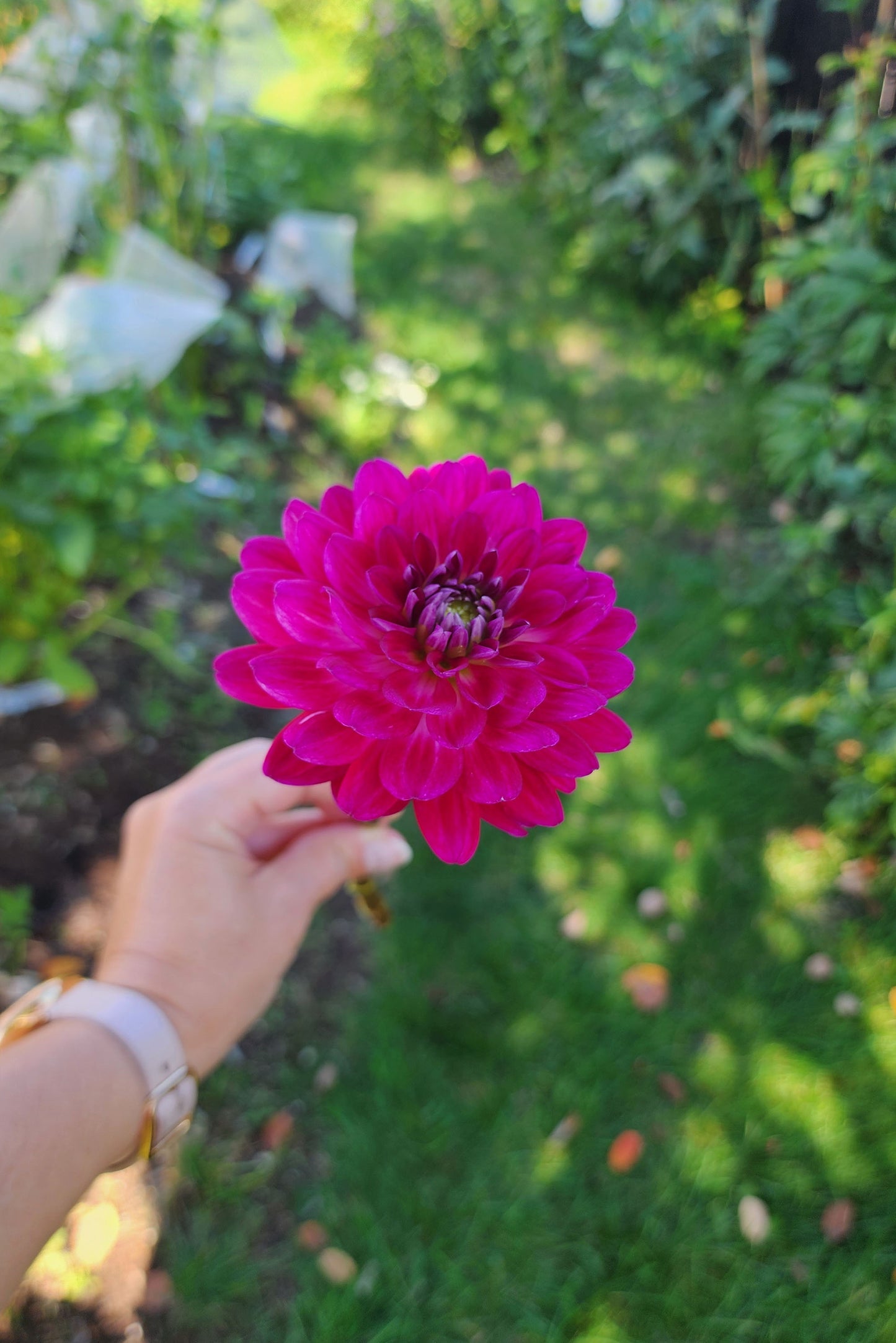 Dahlia Sandia Bertha