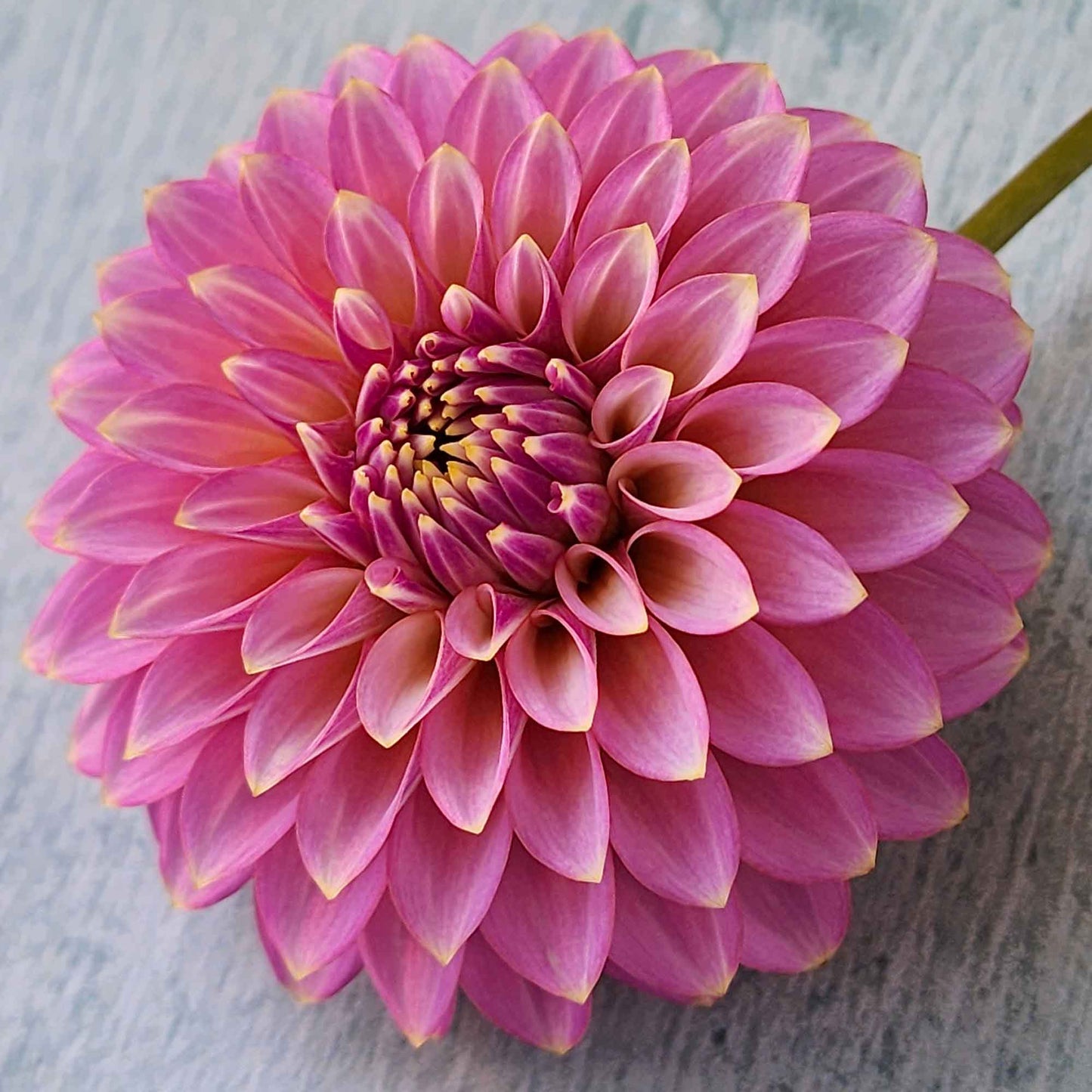 skipley spot of gold dahlia tuber canada jamais sans mes fleurs