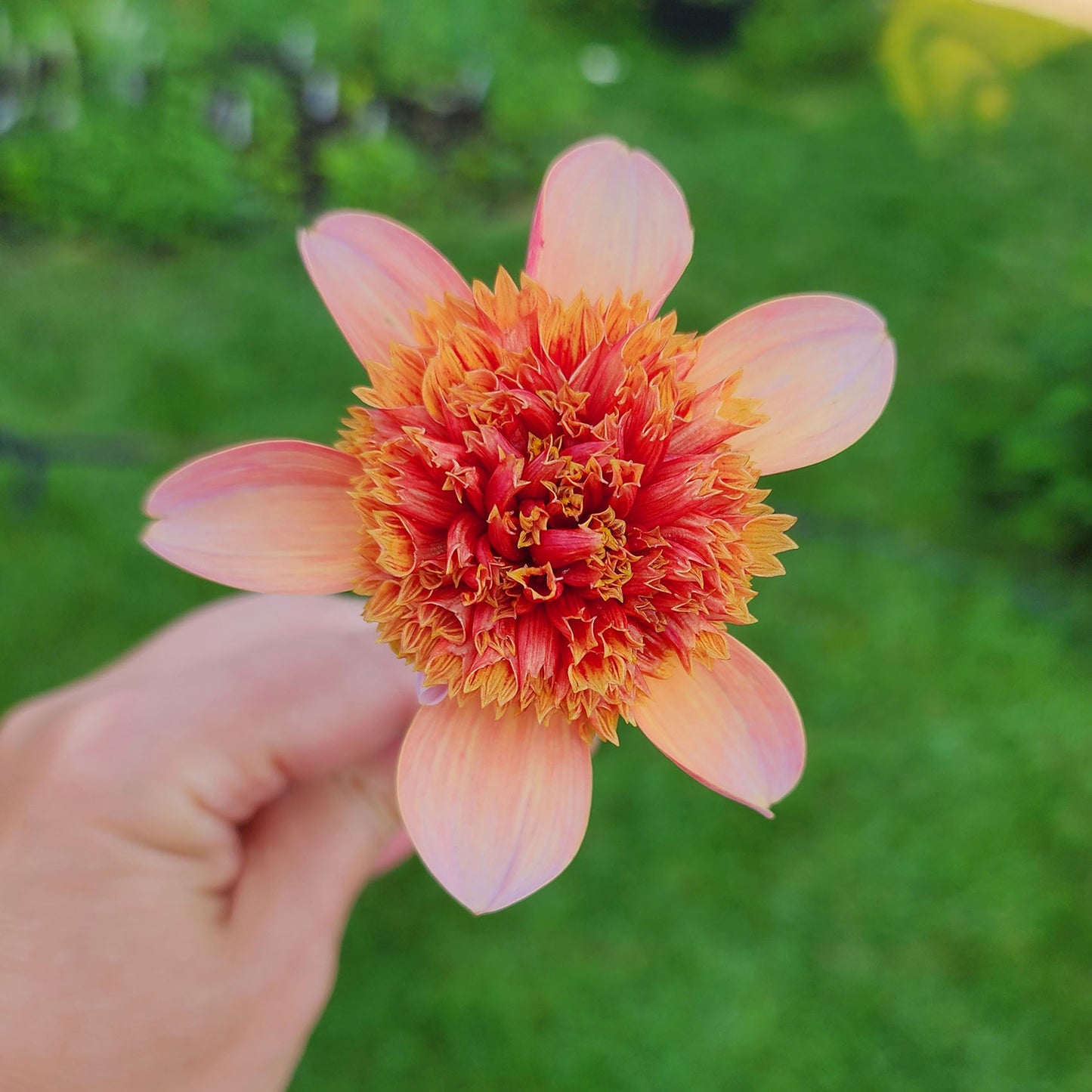 Totally Tangerine Dahlia Tubers Canada