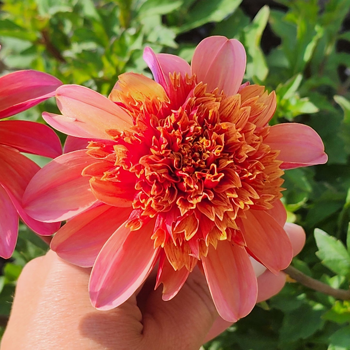 Totally Tangerine Dahlia Tubers Canada