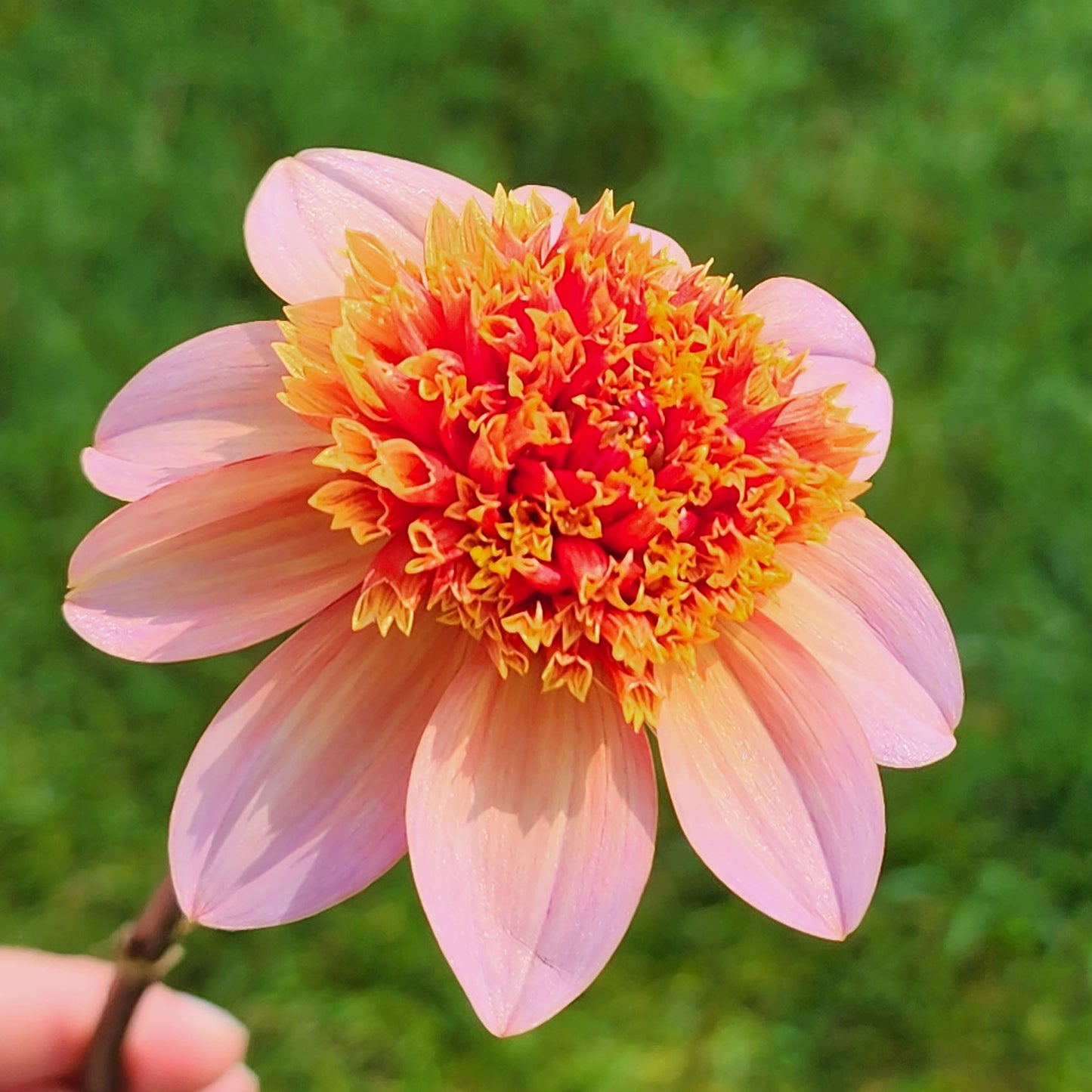 Totally Tangerine Dahlia Jamais Sans Mes Fleurs Canada