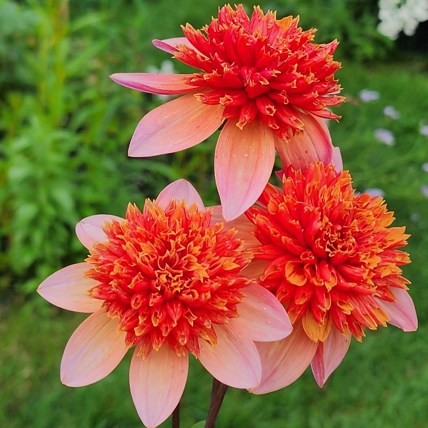 Totally Tangerine Dahlia Tubers Canada