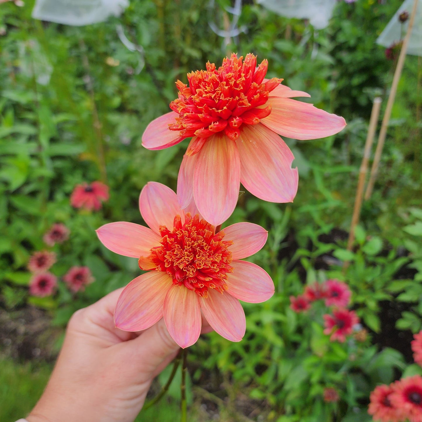 Totally Tangerine Dahlia Tubers Canada