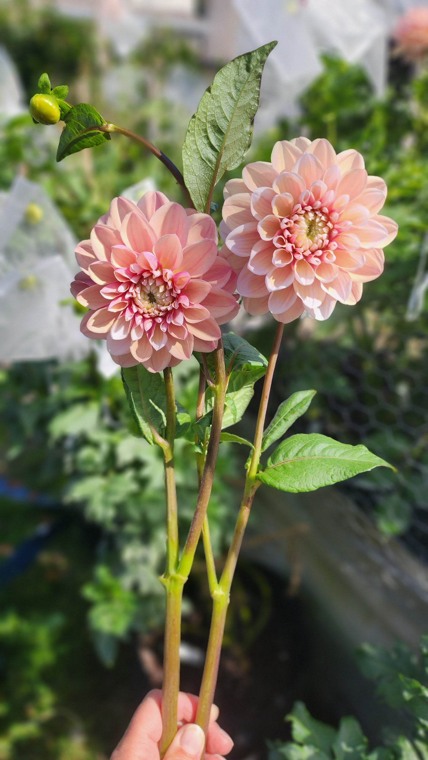 Dahlia Tropical Dream - LIMIT ONE (tuber)