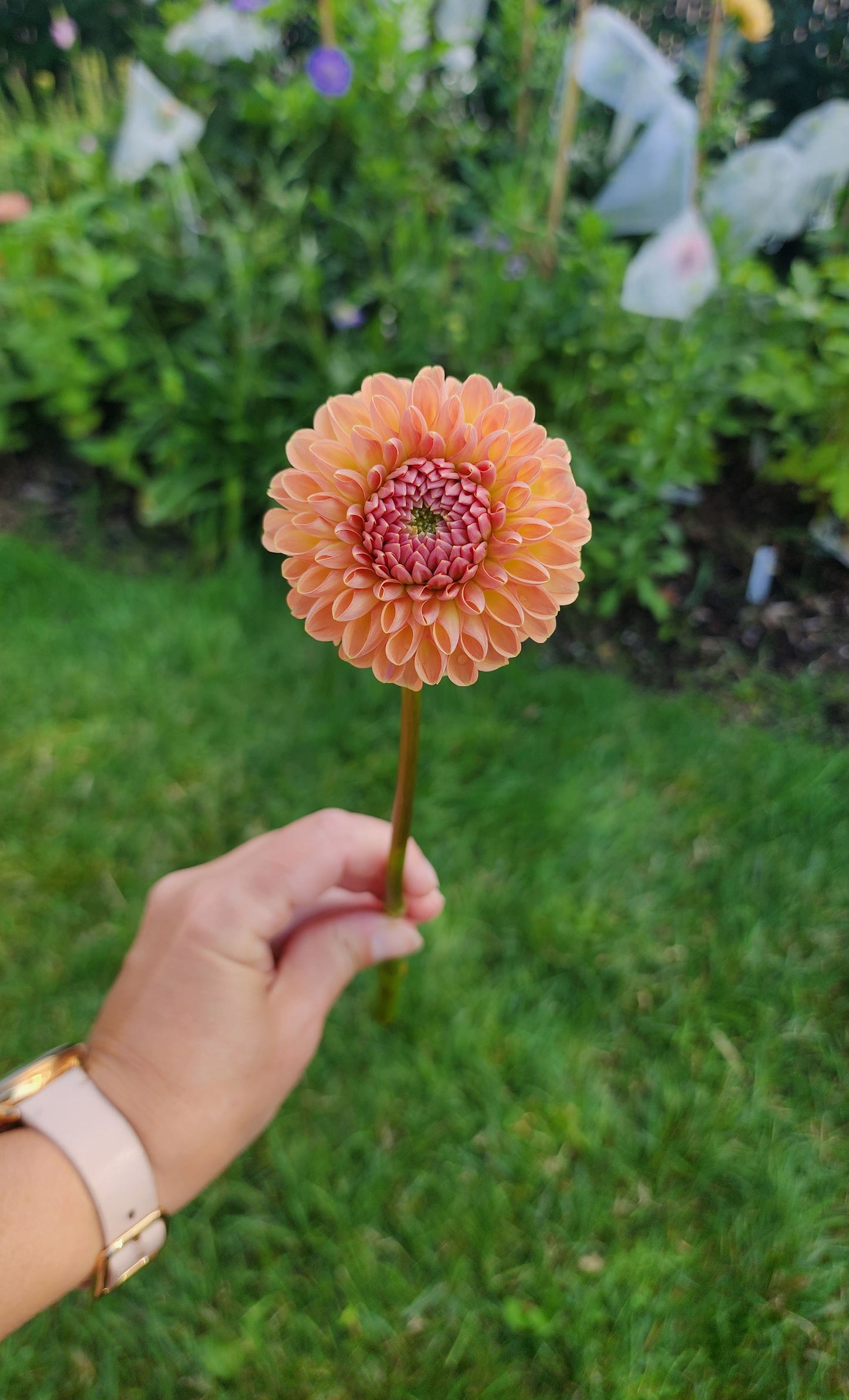 Valley Tawny dahlia tuber Canada Jamais sans mes fleurs