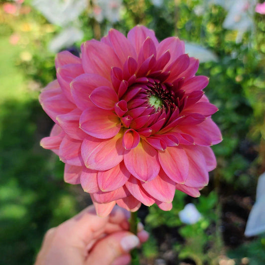 Dahlia Askwith Minnie (tuber)