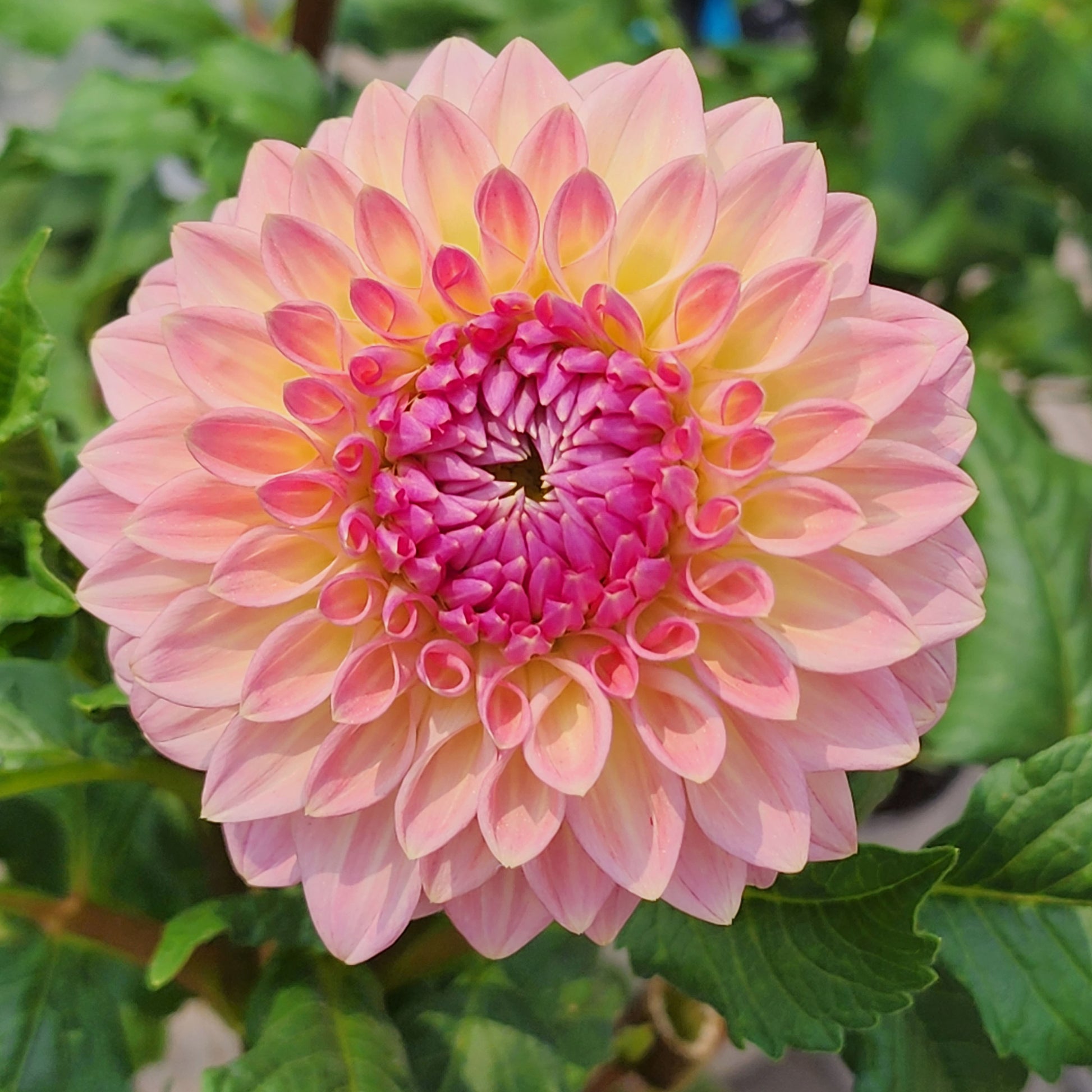 Bloomquist Alan  dahlia tuber Jamais Sans Mes Fleurs