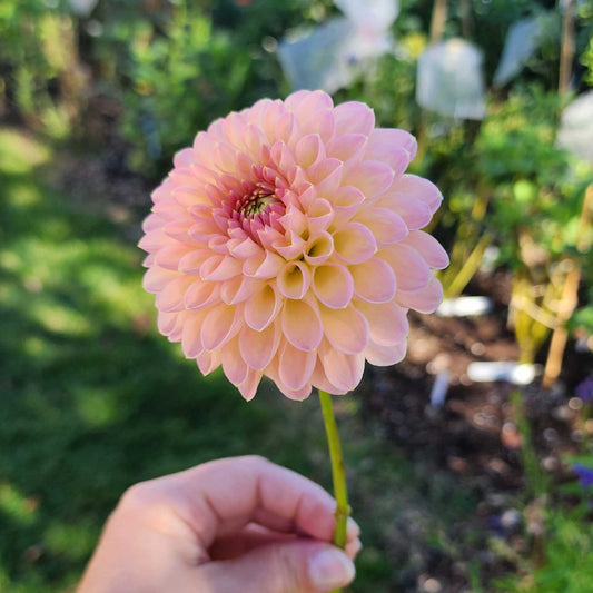 Dahlia Barbarry Dominion (tuber)