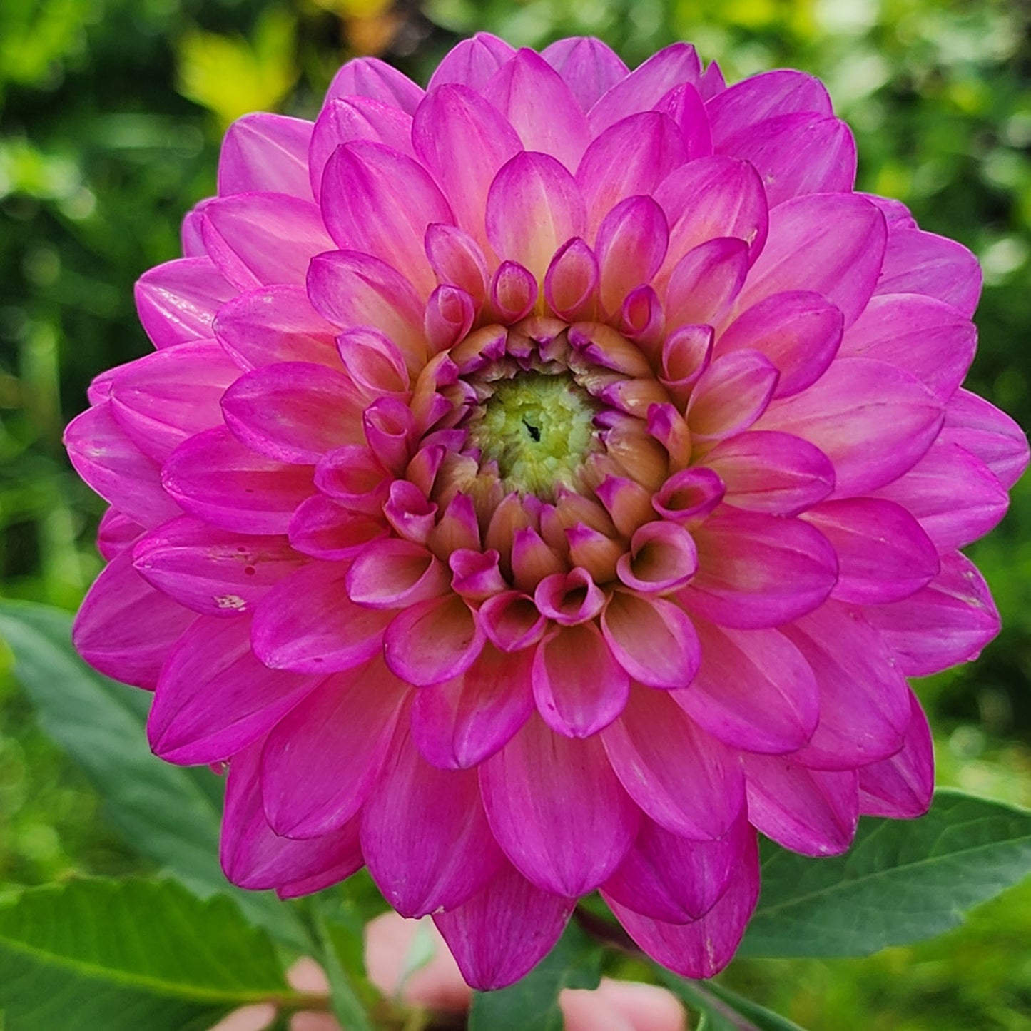 Dahlia Be Bop (tuber)