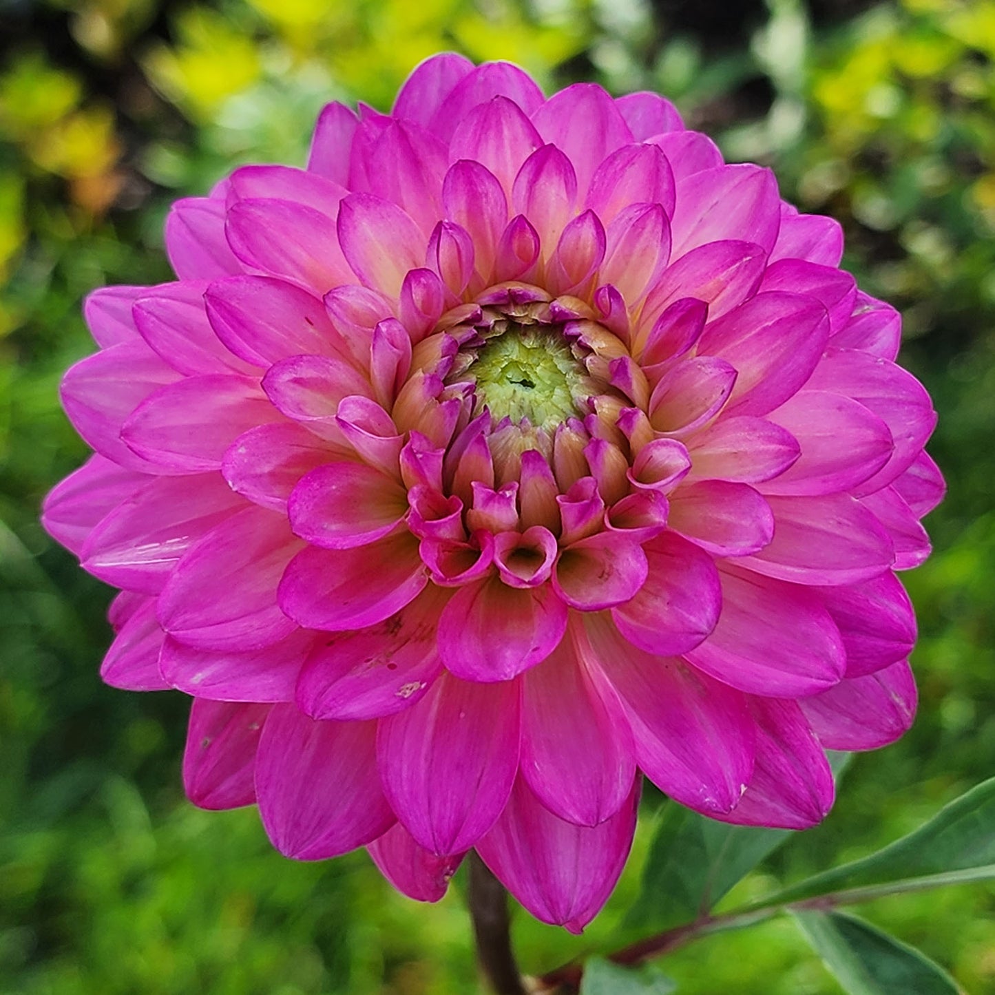 Dahlia Be Bop (tuber)
