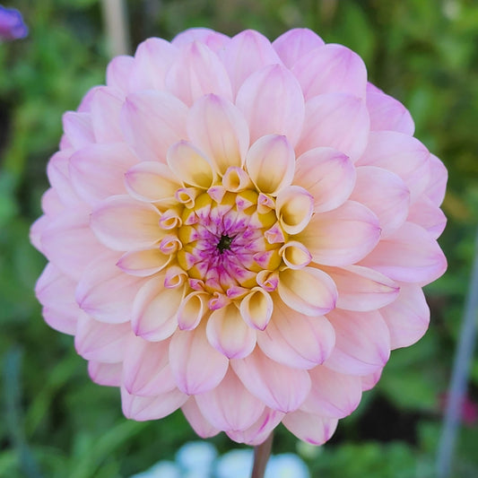Dahlia Be Bop (tuber)