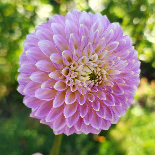 Dahlia Bloomquist Mojo