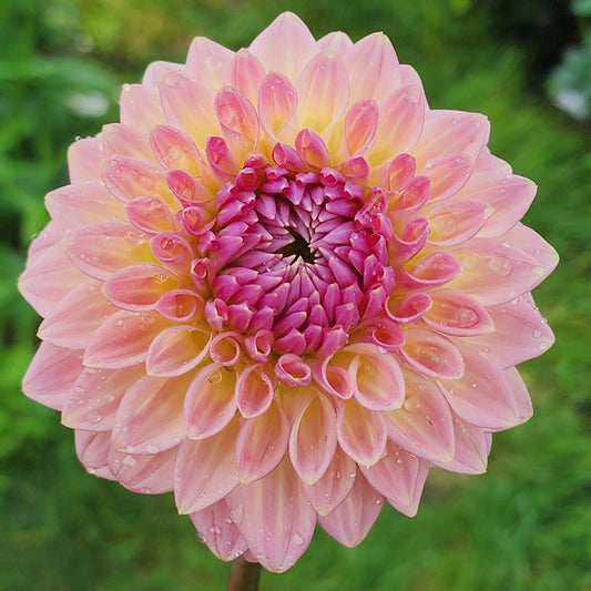 Bloomquist Alan  dahlia tuber Jamais Sans Mes Fleurs