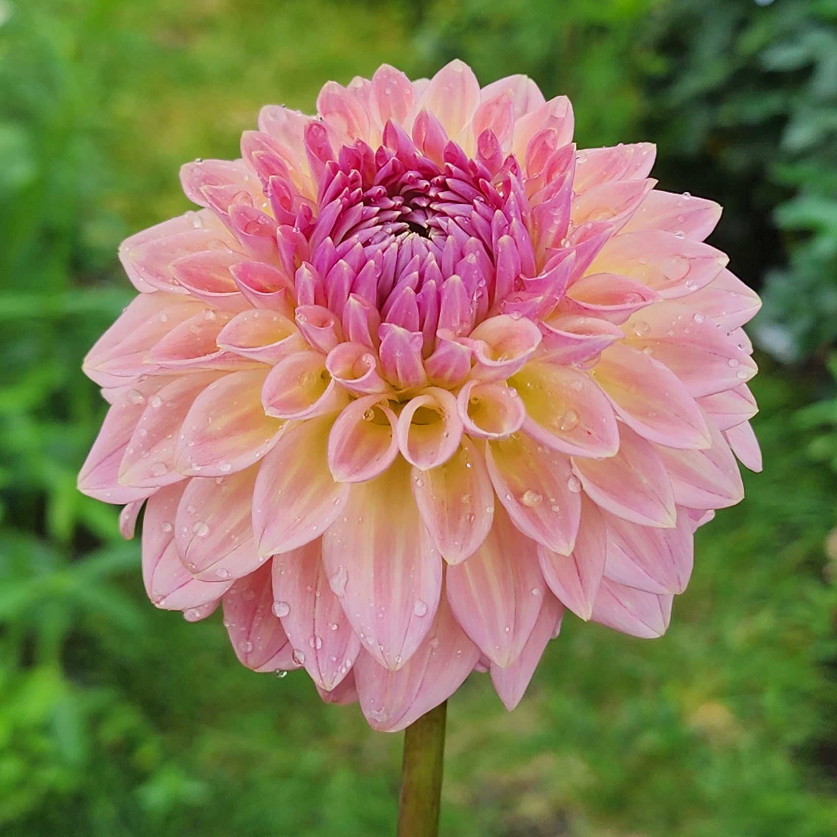 Bloomquist Alan  dahlia tuber Jamais Sans Mes Fleurs