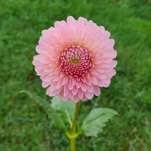 Dahlia Bloomquist Pink Parfait