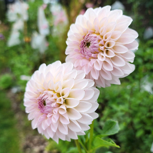 Dahlia Bloomquist Tory P - LIMIT ONE (tuber)