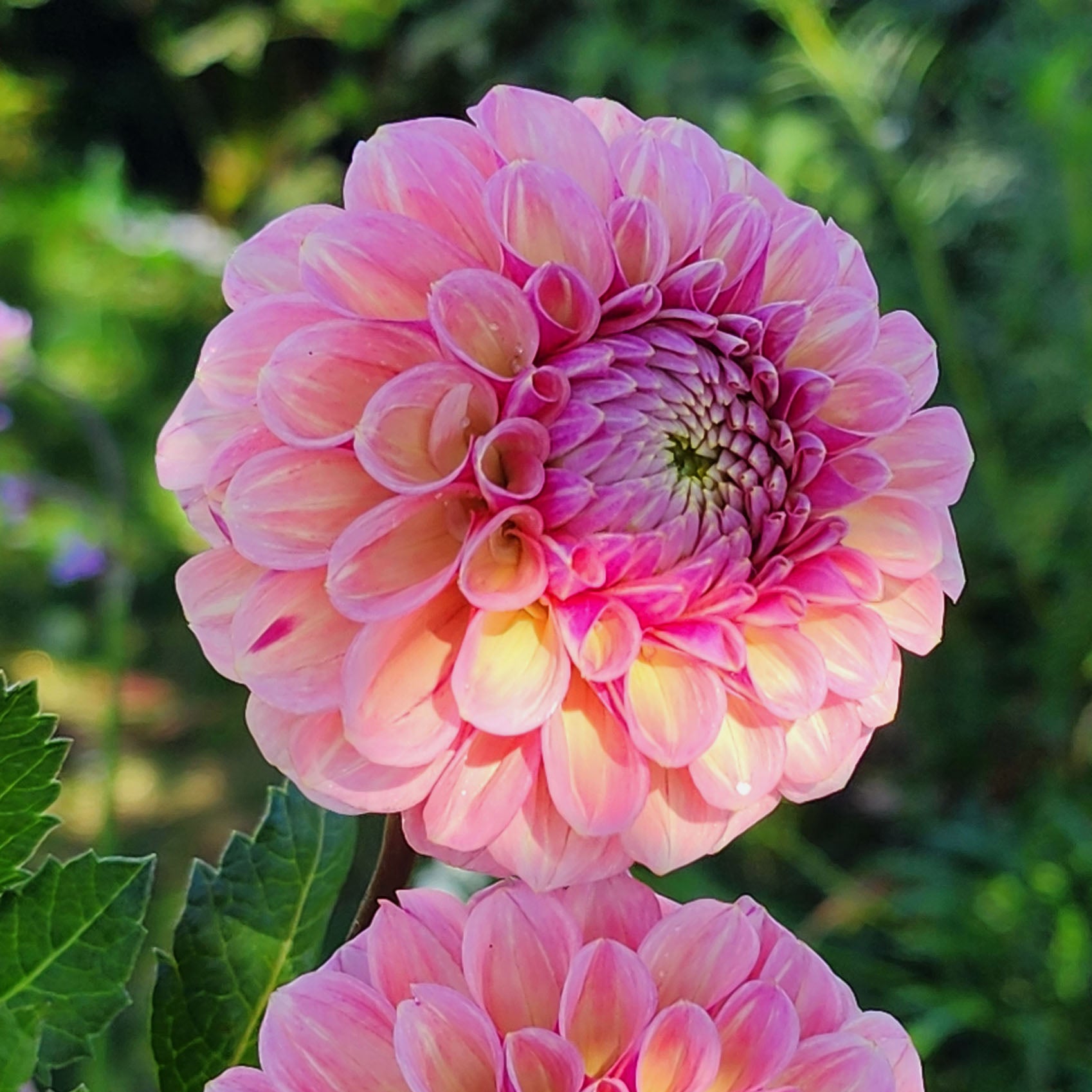 Bracken Rose US dahlia tubers Canada