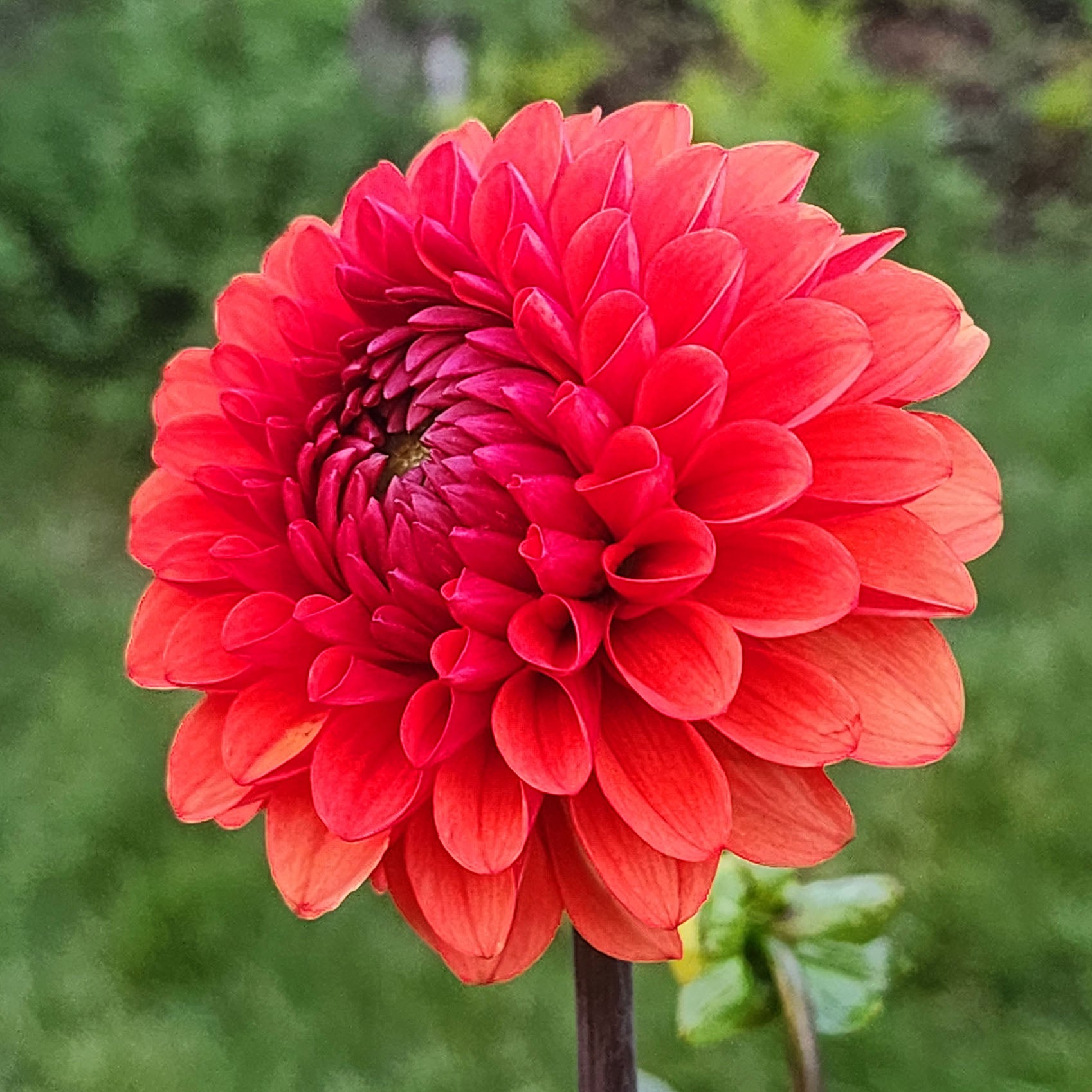 Dahlia Brown Sugar tubers Canada