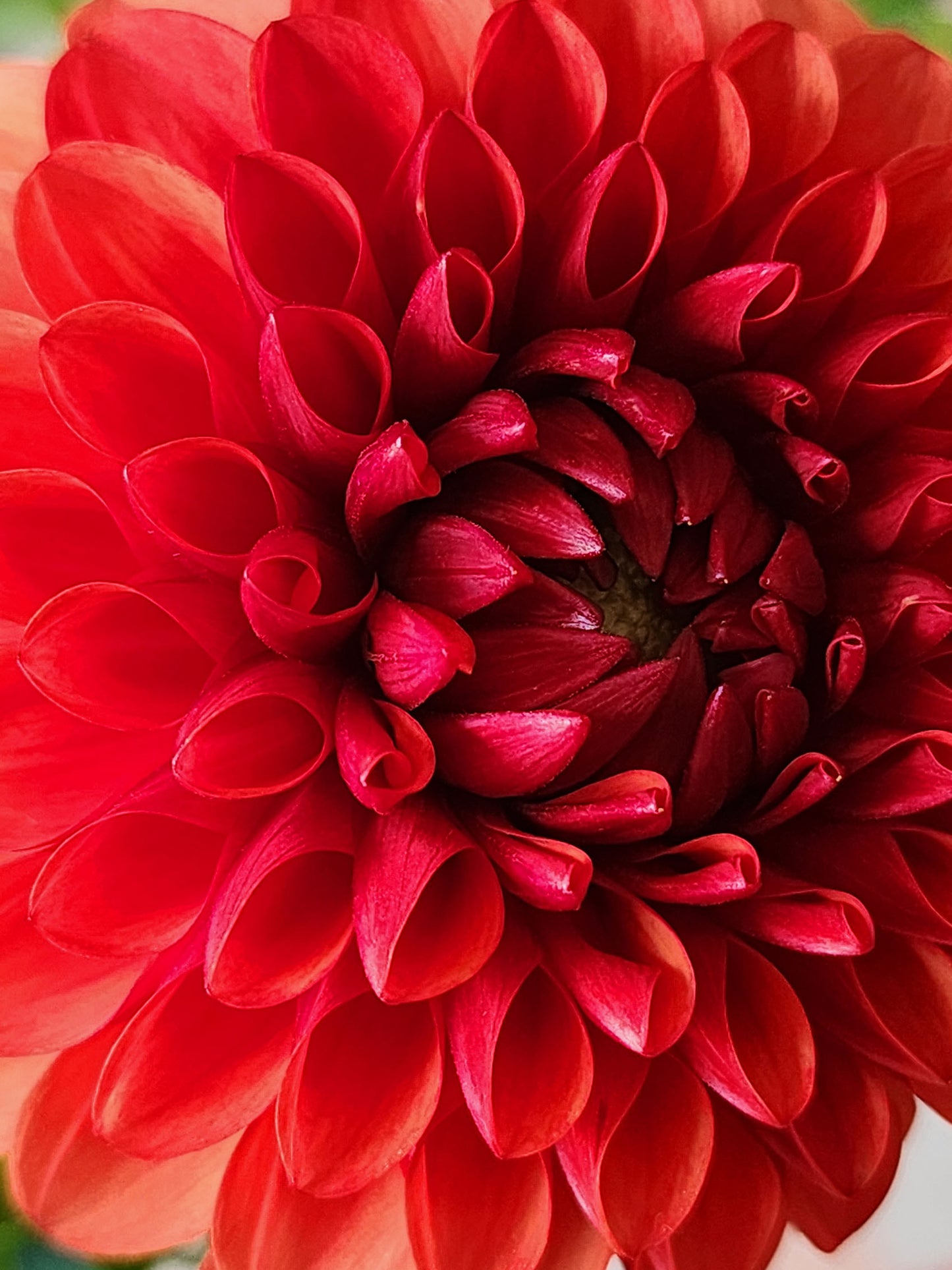Dahlia Brown Sugar tubers Canada