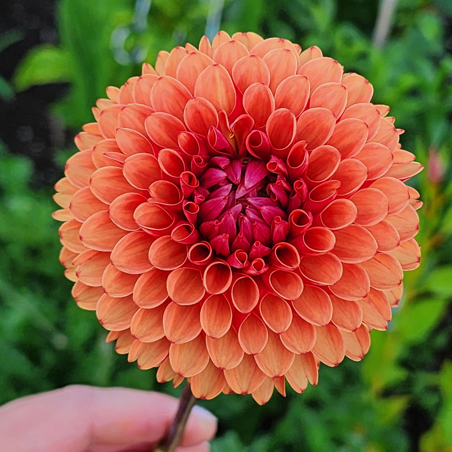 Dahlia Brown Sugar tubers Canada
