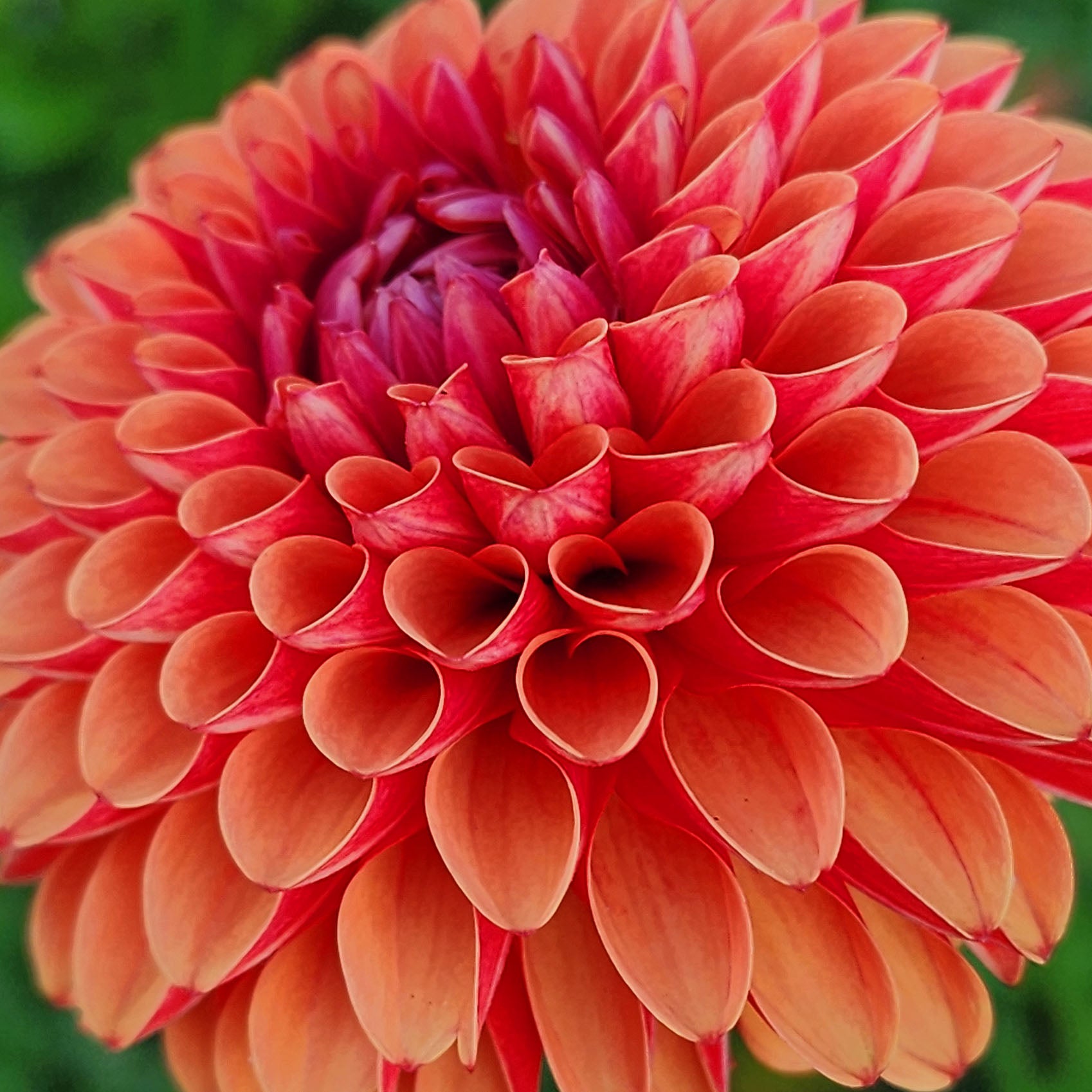 Brown Sugar Dahlia Tuber Jamais Sans Mes Fleurs Canada